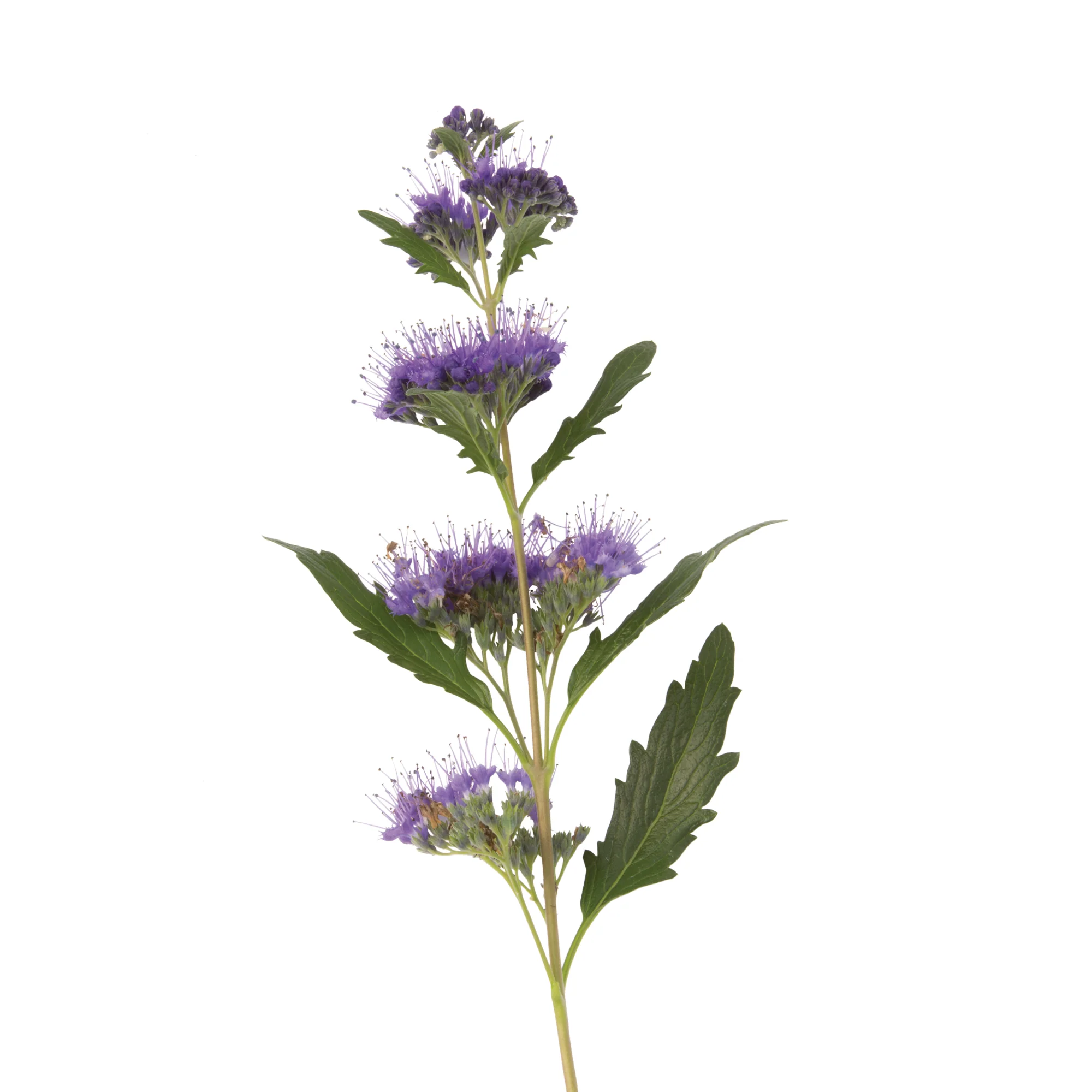 Beyond Midnight® Bluebeard (Caryopteris x clandonensis) - Image 6