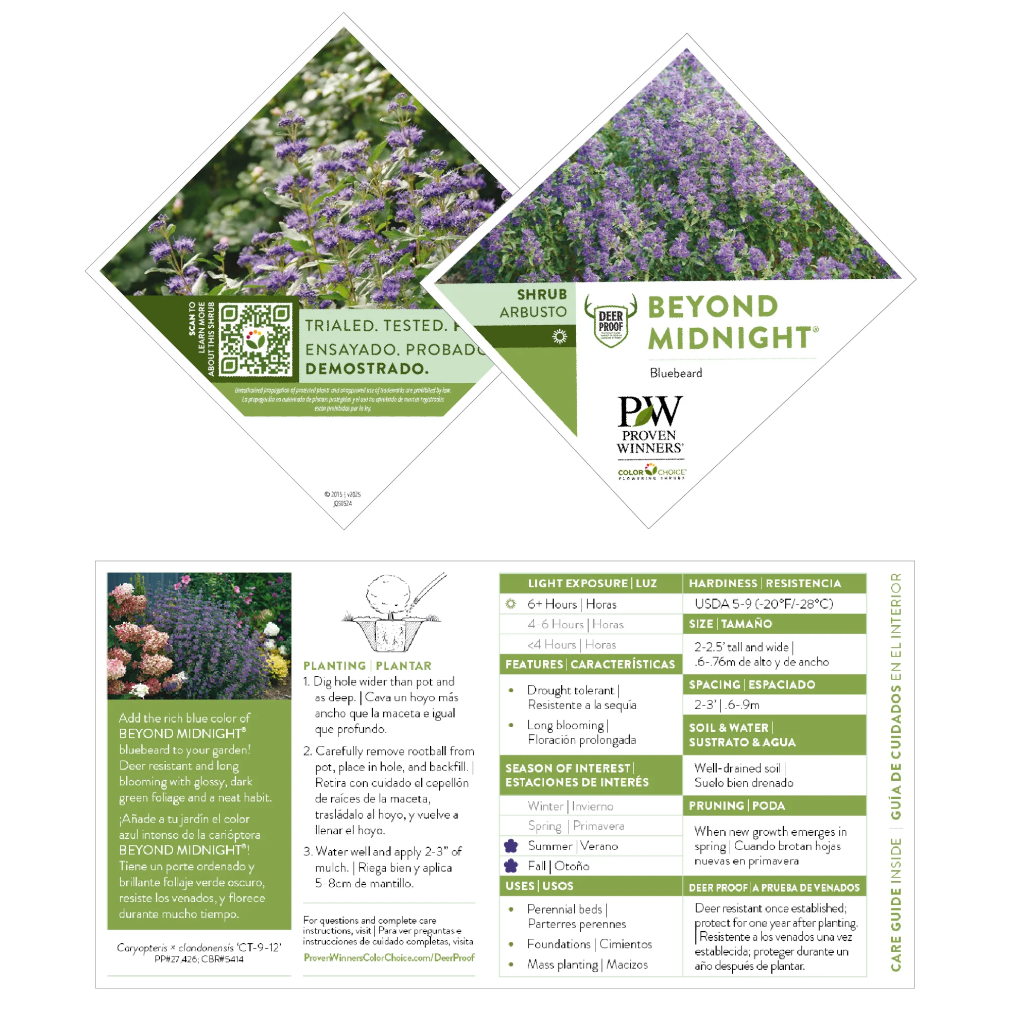 Beyond Midnight® Bluebeard (Caryopteris x clandonensis) - Image 8