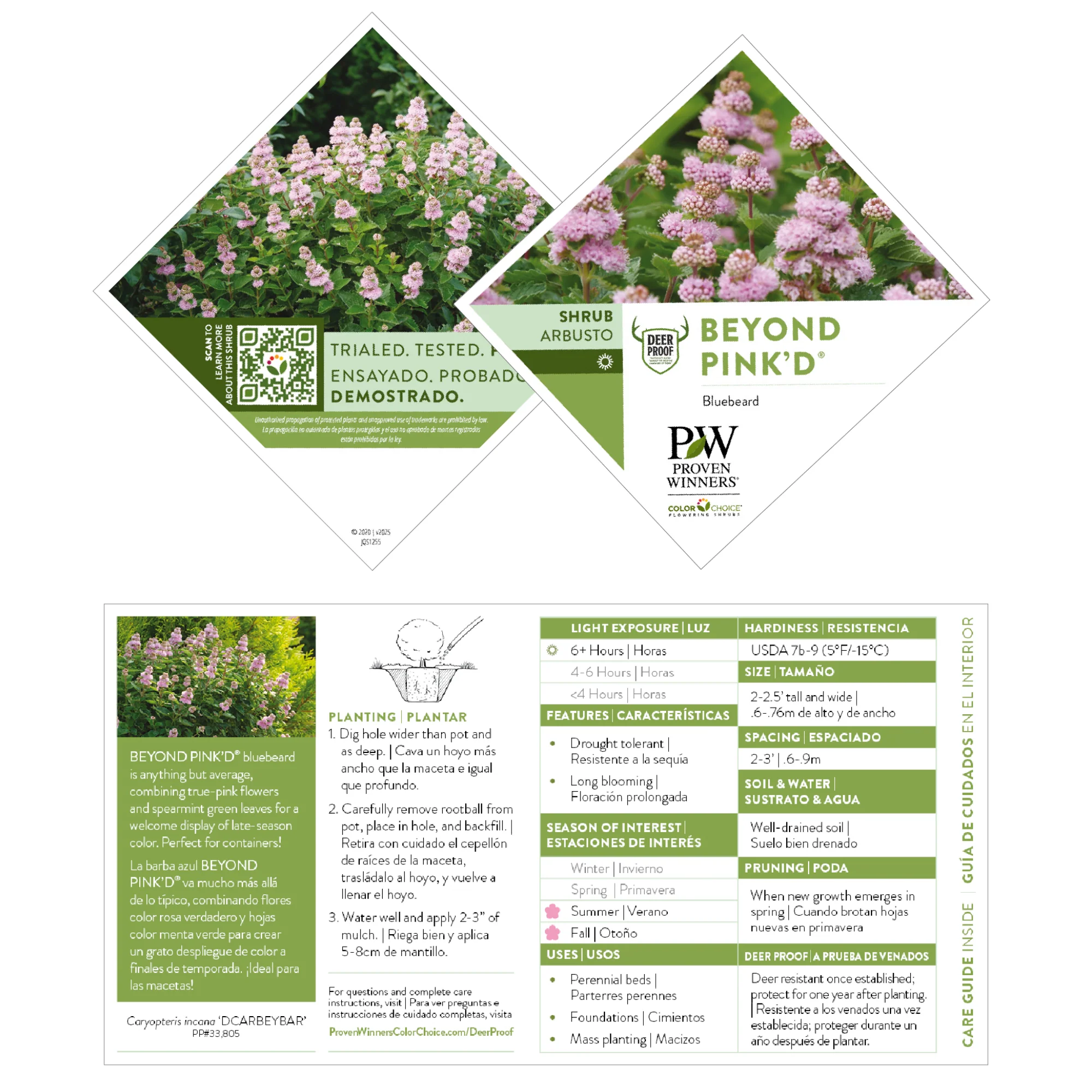 Beyond Pink'd® Bluebeard (Caryopteris incana) - Image 6