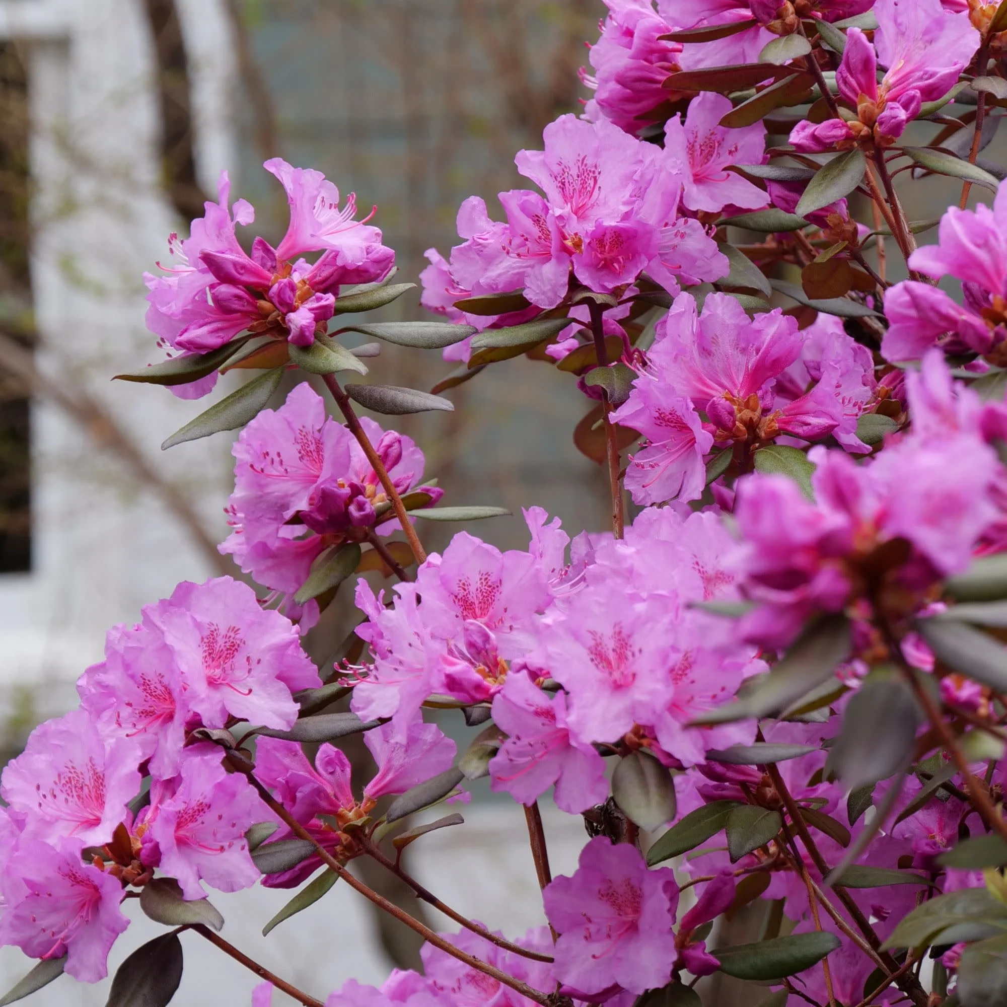 Black Hat® (Rhododendron x) - Image 4