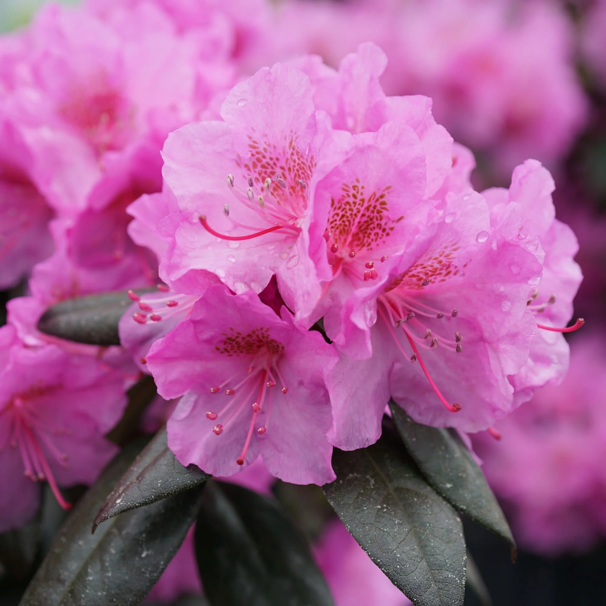 Black Hat® (Rhododendron x) - Image 7
