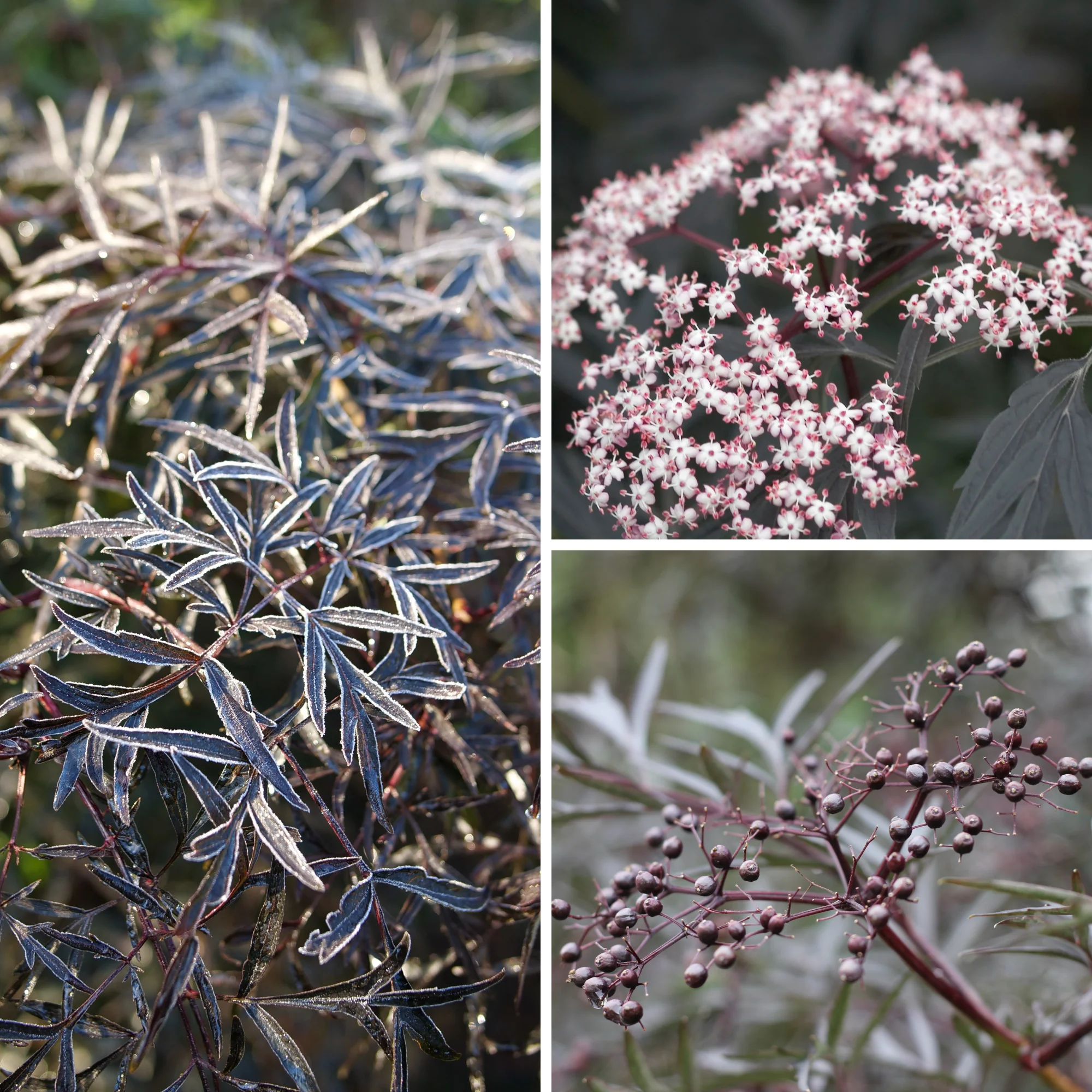 Black Lace® Elderberry (Sambucus) - Image 4