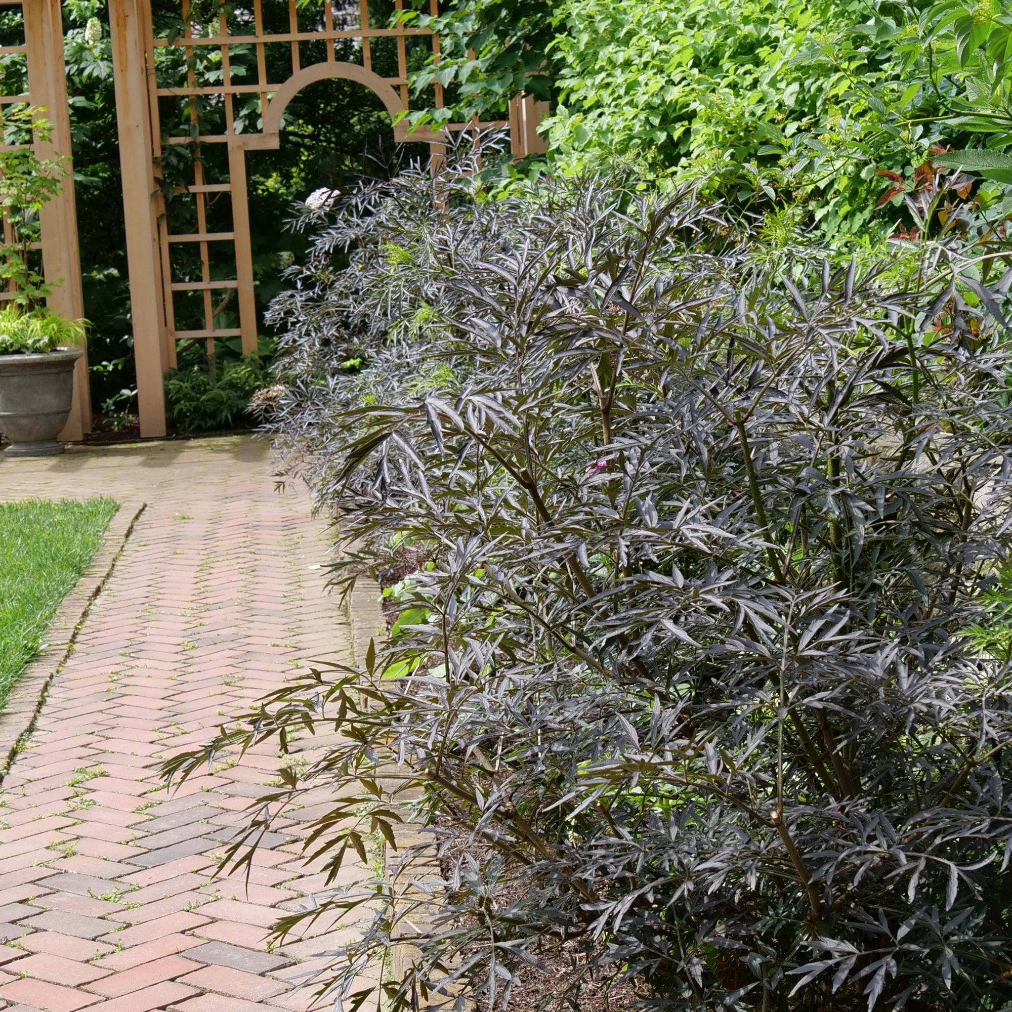 Black Lace® Elderberry (Sambucus) - Image 5