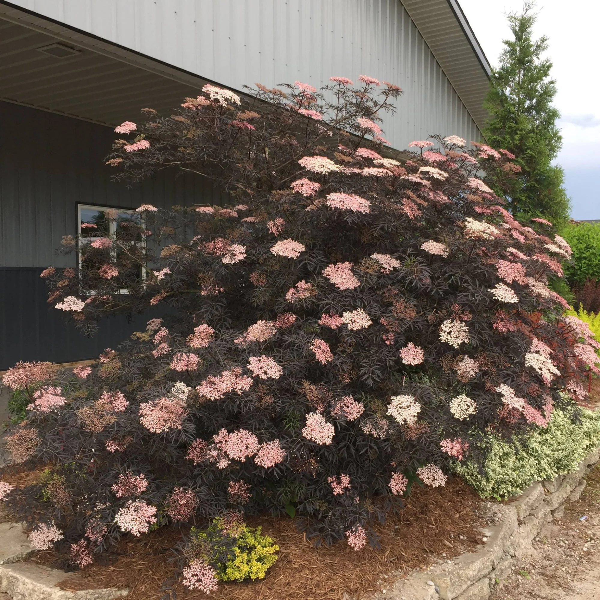 Black Lace® Elderberry (Sambucus) - Image 6
