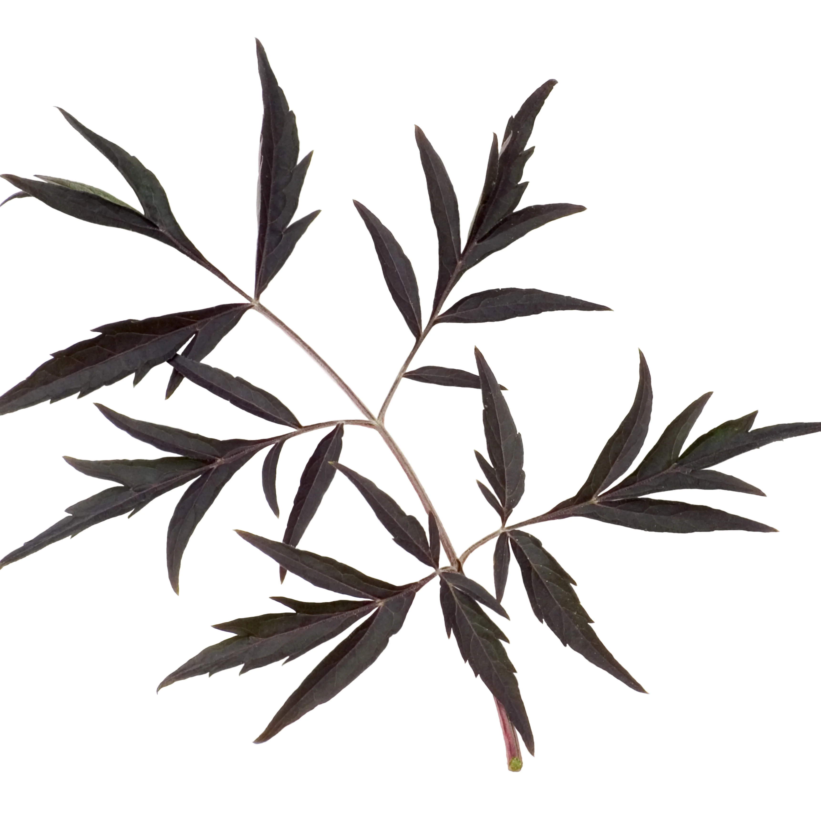 Black Lace® Elderberry (Sambucus) - Image 7