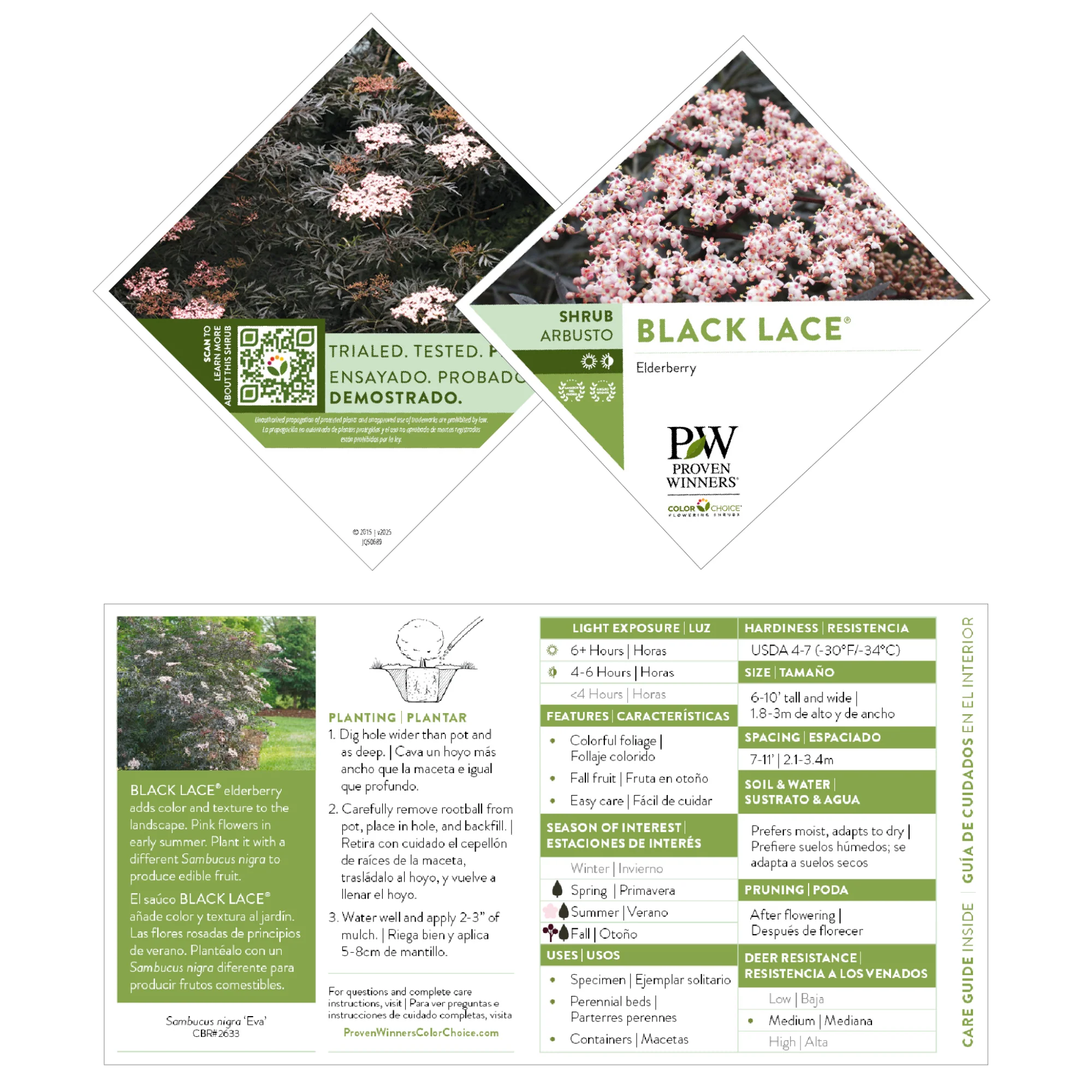 Black Lace® Elderberry (Sambucus) - Image 9