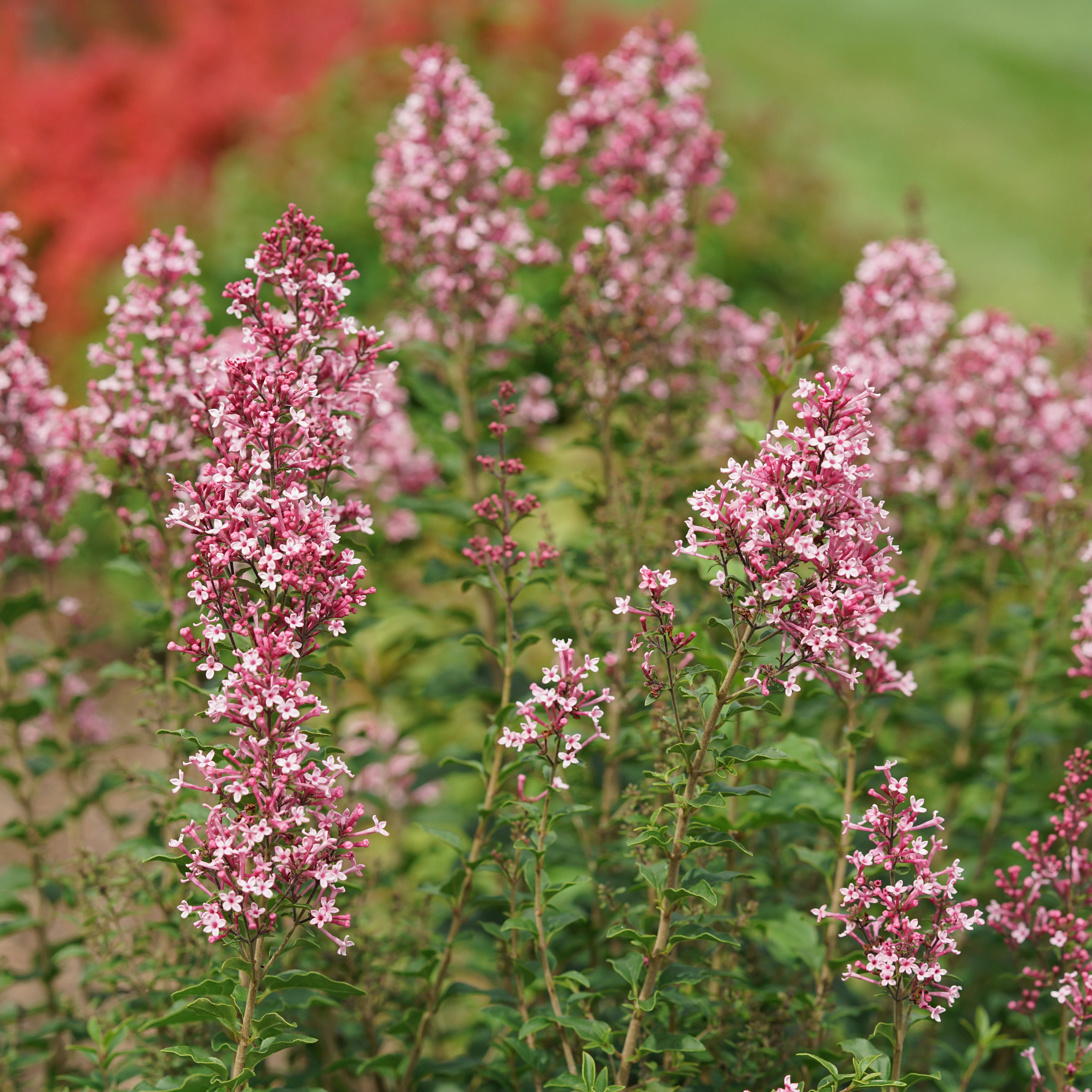 Bloomerang Ballet® Reblooming Lilac (Syringa) - Image 3