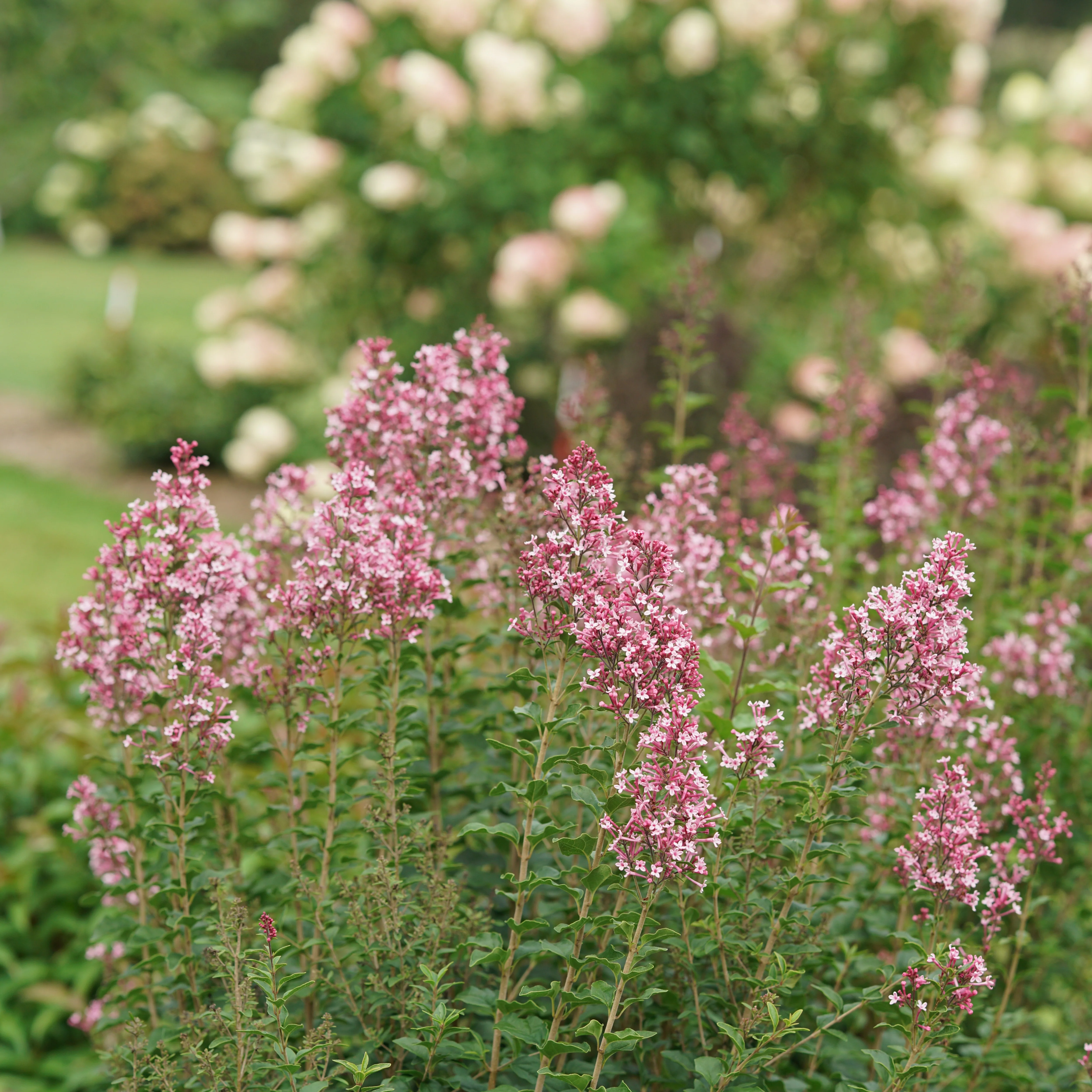 Bloomerang Ballet® Reblooming Lilac (Syringa) - Image 6