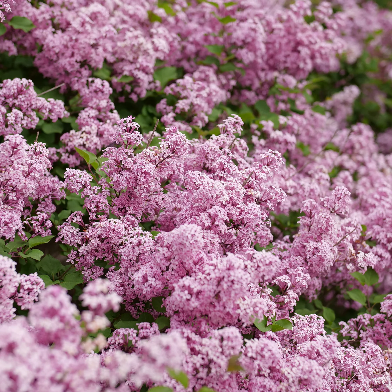 Bloomerang Purpink® Reblooming Lilac (Syringa x pubescens) - Image 2