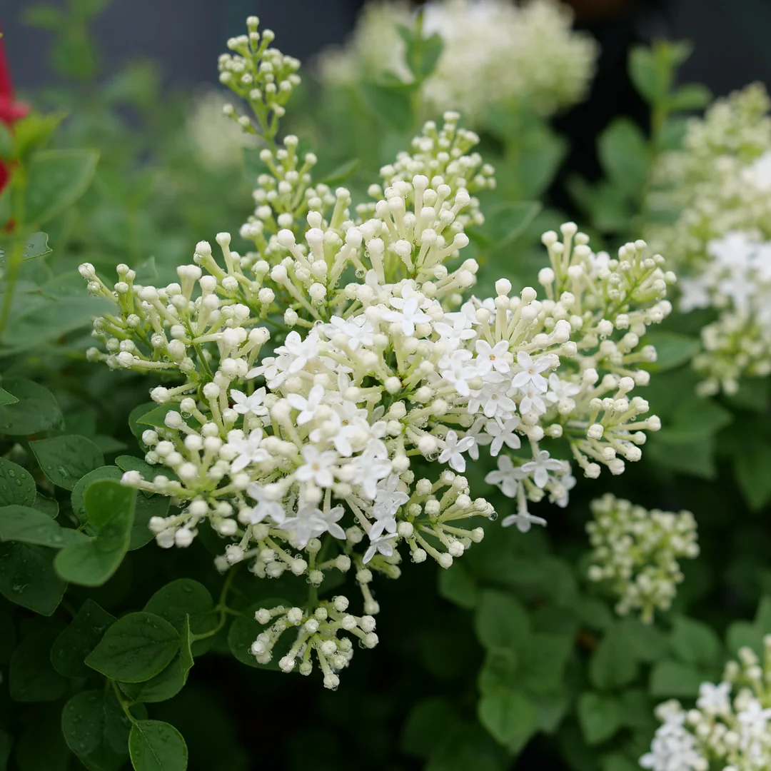 Bloomerang Showmound® Reblooming Lilac (Syringa hybrid) | Proven Winners® New Variety 2026 - Image 2