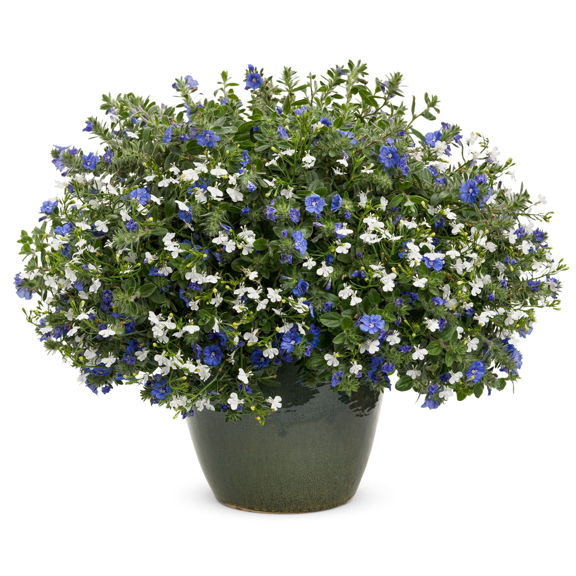 Blue My Mind® Dwarf Morning Glory (Evolvulus hybrid) - Image 11