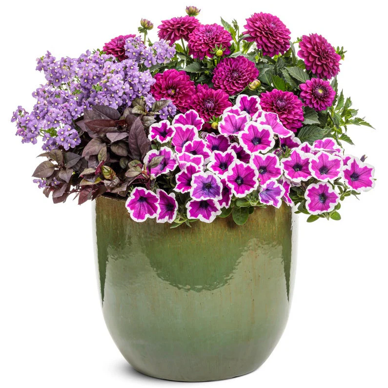 Bluebird Nemesia (Nemesia fruticans) - Image 6