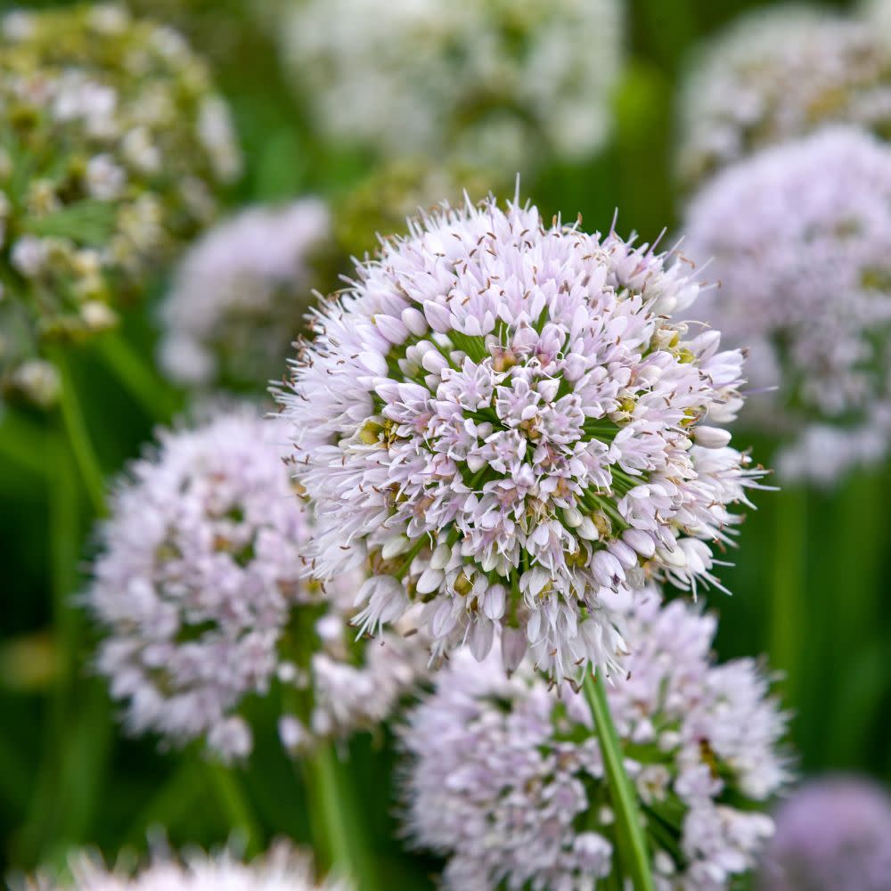 'Bobblehead' Ornamental Onion (Allium hybrid) - Image 2
