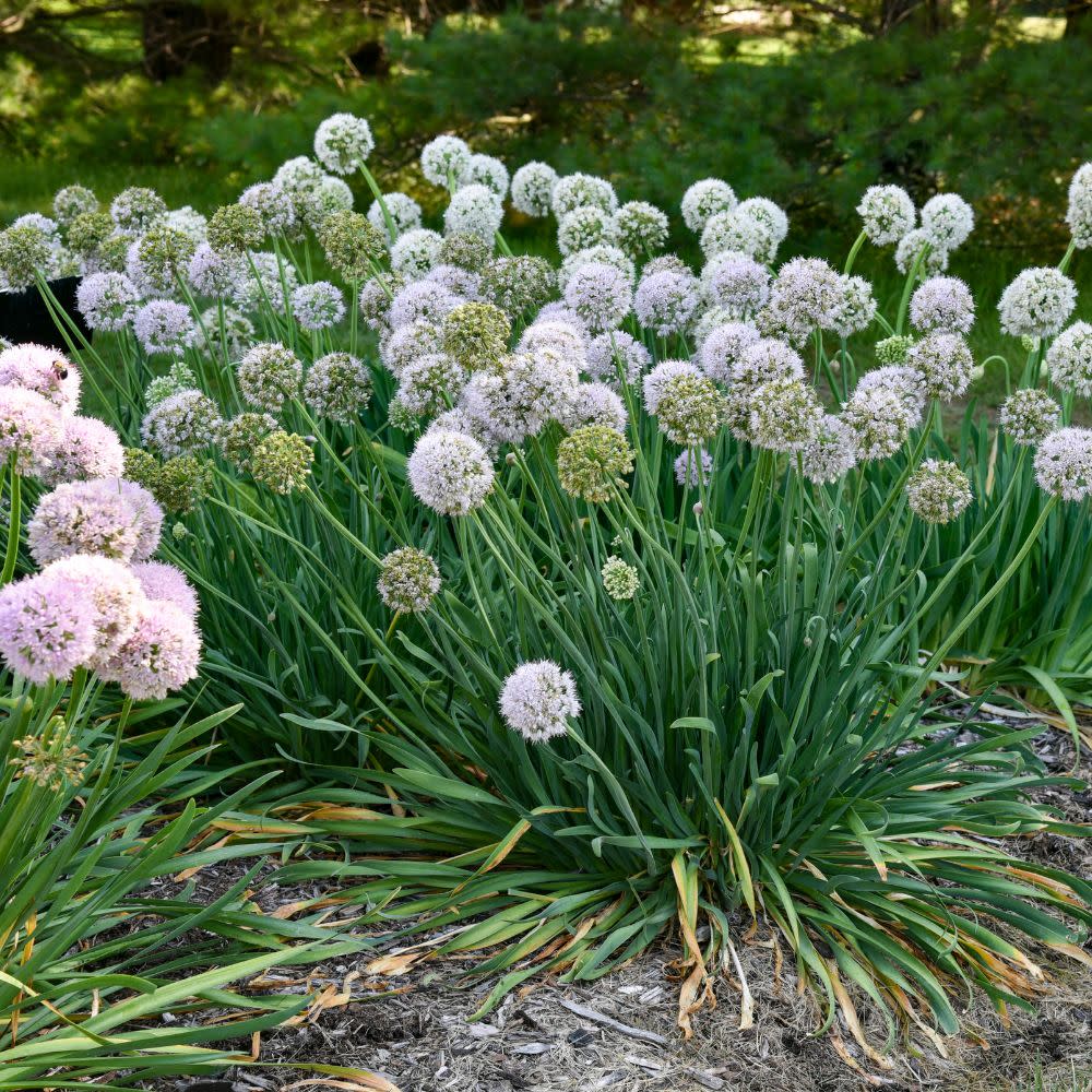 'Bobblehead' Ornamental Onion (Allium hybrid) - Image 4