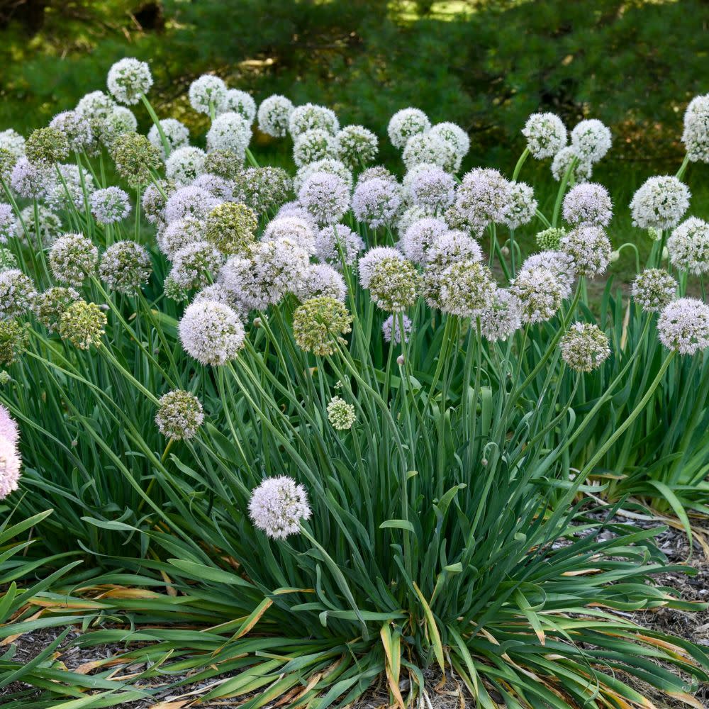 'Bobblehead' Ornamental Onion (Allium hybrid) - Image 5