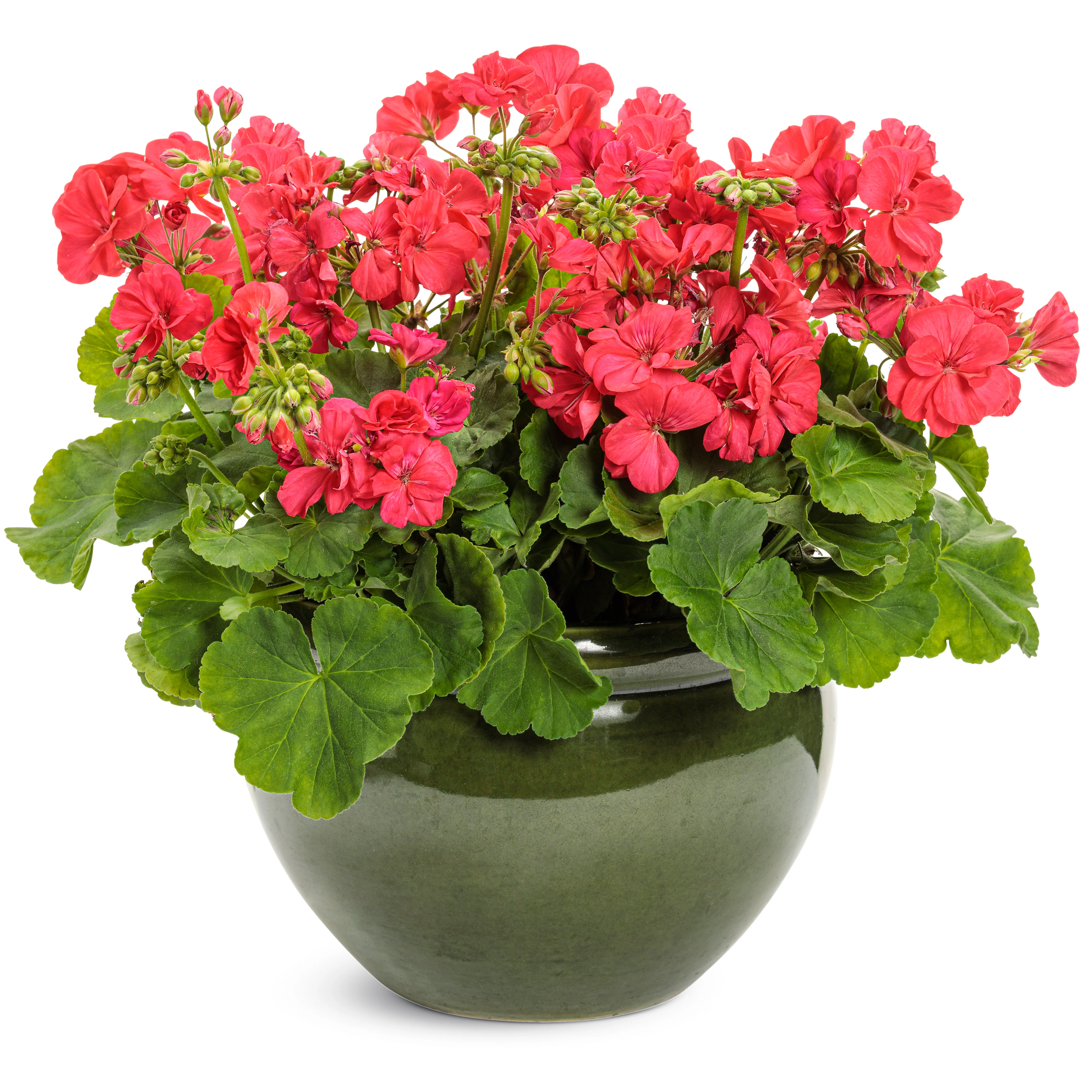Boldly® Coral Geranium (Pelargonium interspecific) - Image 4