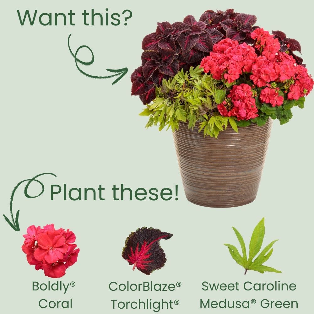 Boldly® Coral Geranium (Pelargonium interspecific) - Image 5