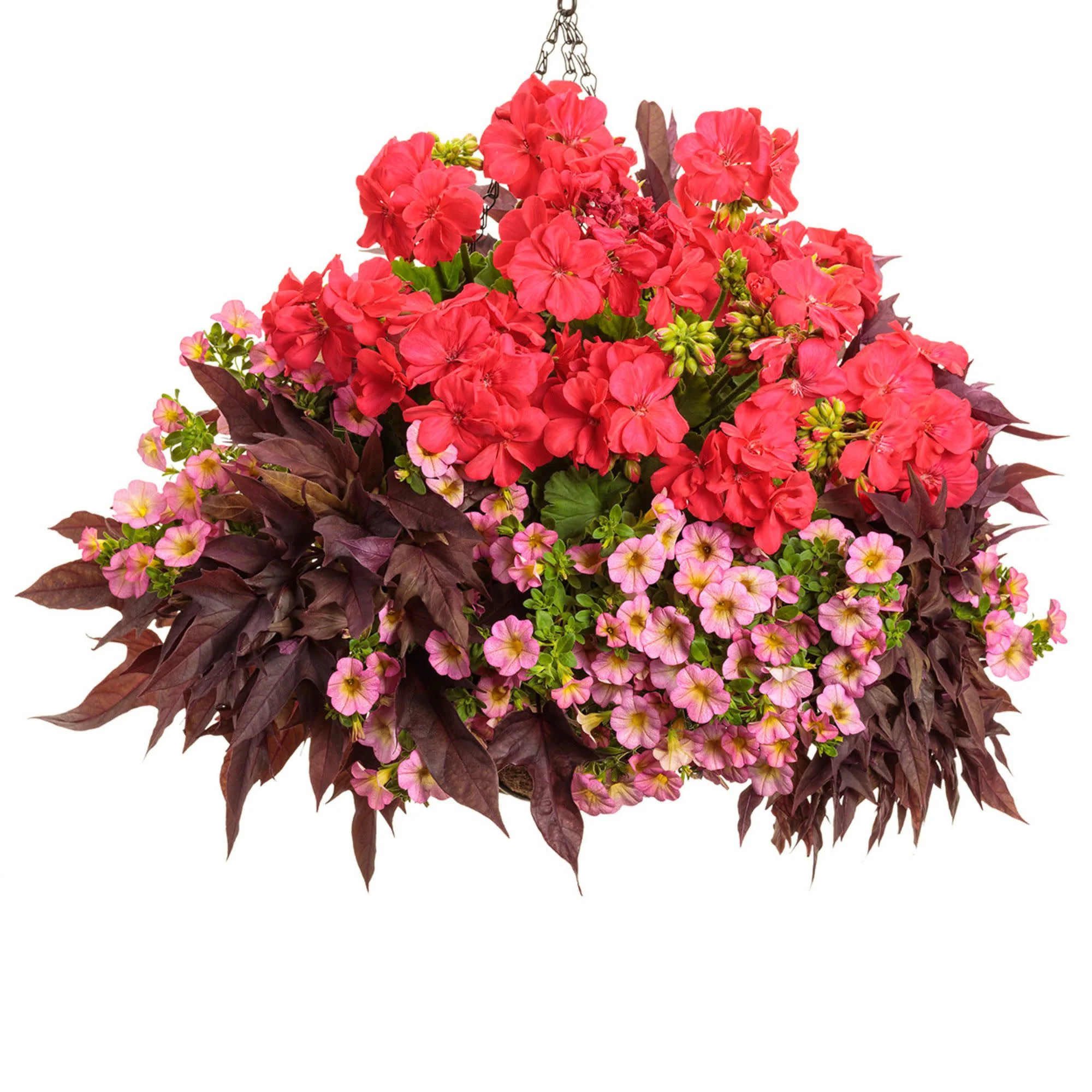 Boldly® Coral Geranium (Pelargonium interspecific) - Image 6