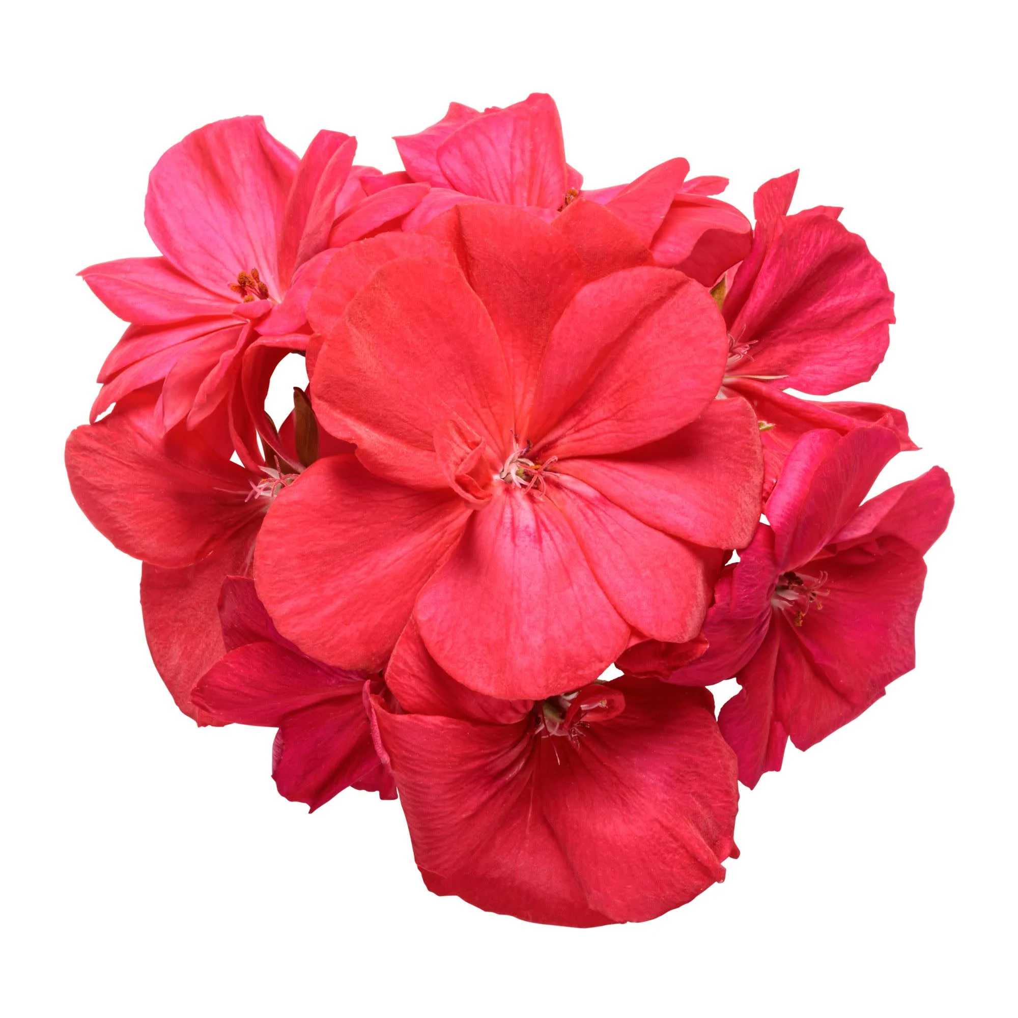 Boldly® Coral Geranium (Pelargonium interspecific) - Image 7
