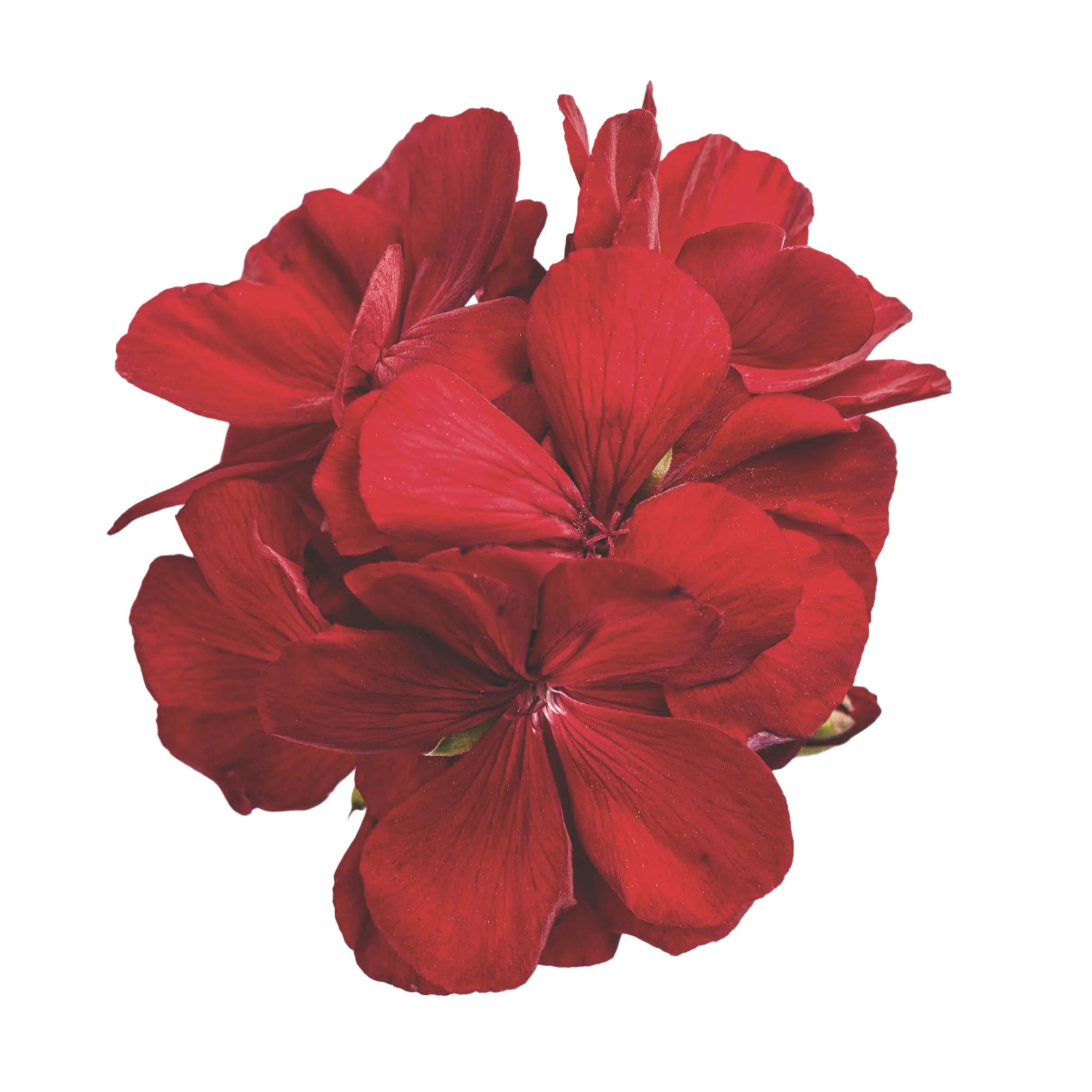 Boldly® Dark Red Geranium (Pelargonium interspecific) - Image 9