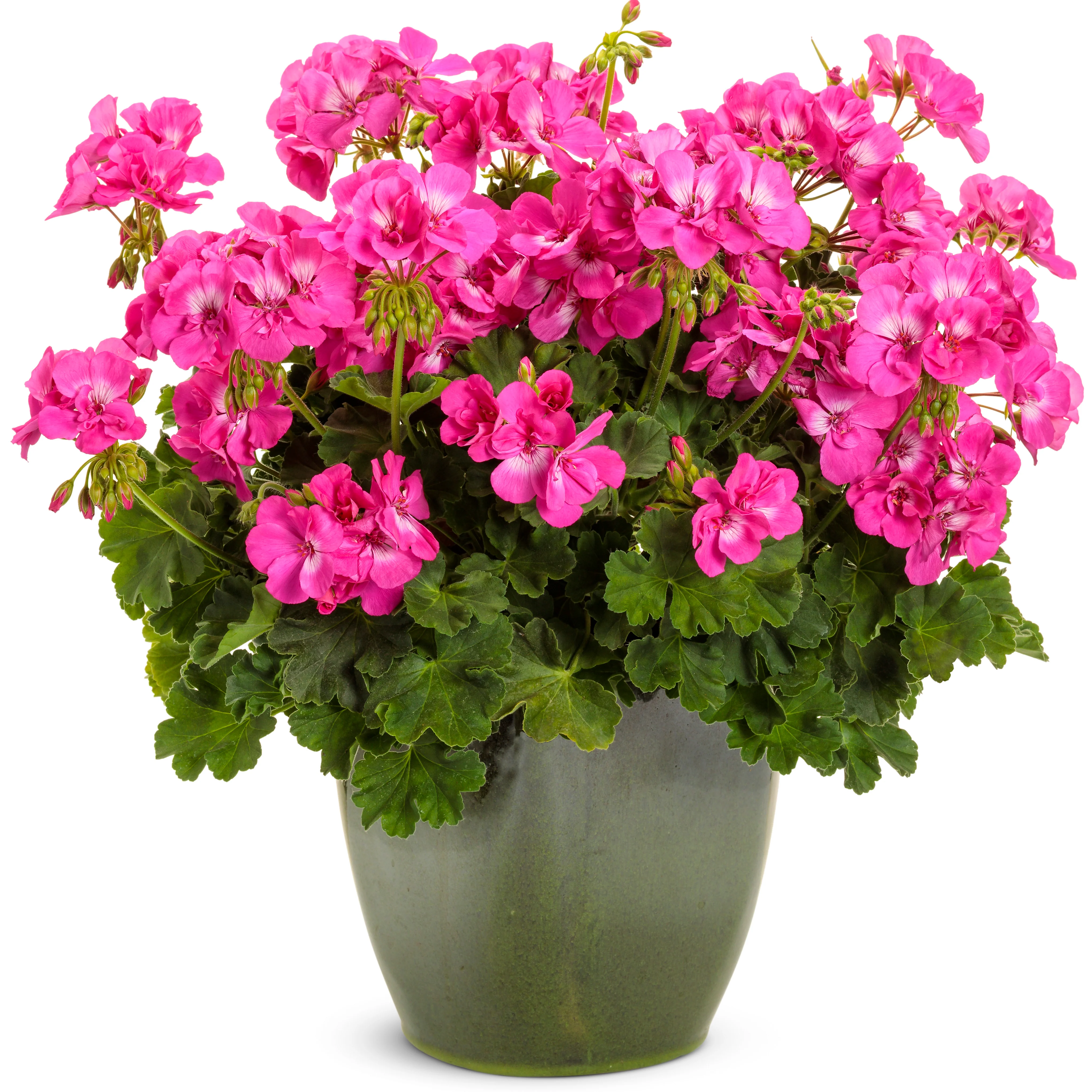 Boldly® Hot Pink Geranium (Pelargonium interspecific) - Image 4