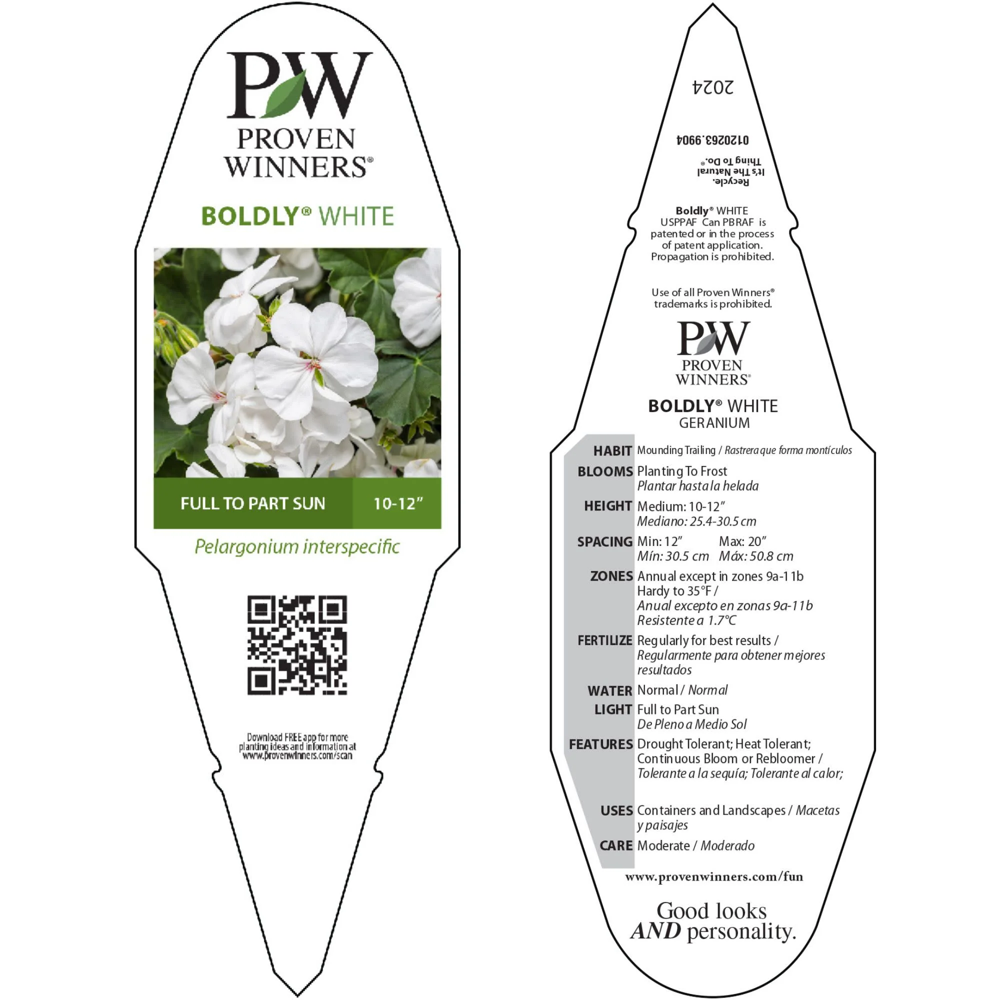 Boldly® White Geranium (Pelargonium interspecific) - Image 10