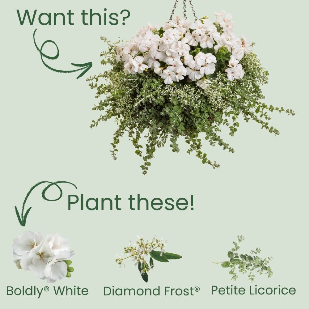 Boldly® White Geranium (Pelargonium interspecific) - Image 5