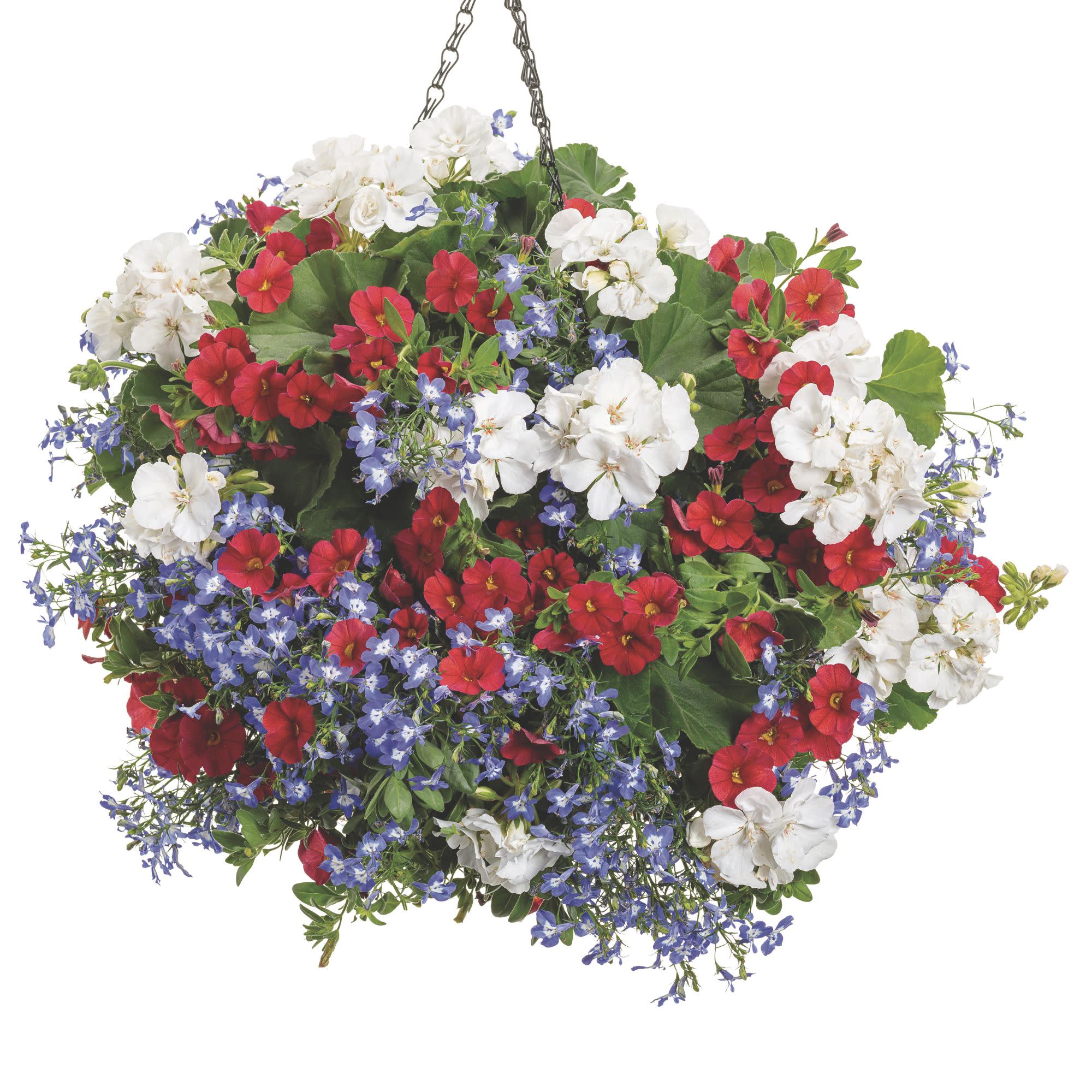 Boldly® White Geranium (Pelargonium interspecific) - Image 6