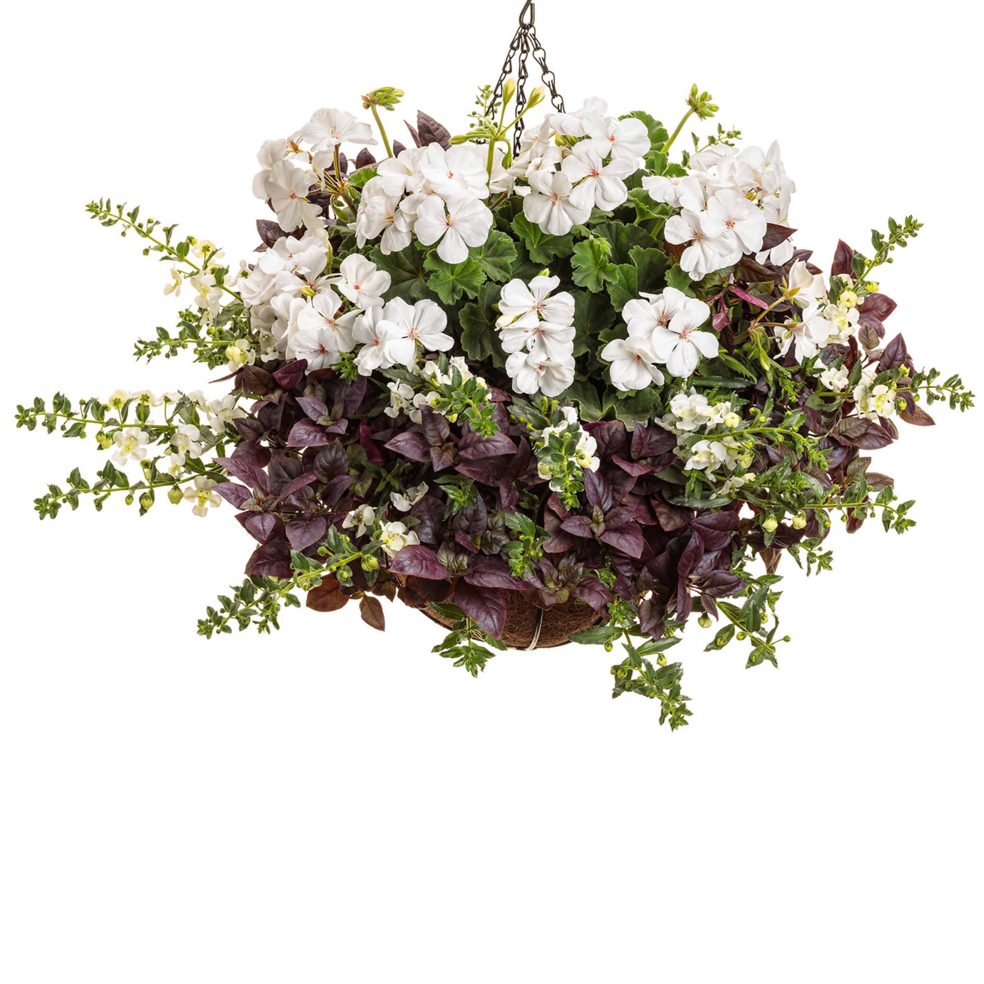 Boldly® White Geranium (Pelargonium interspecific) - Image 7