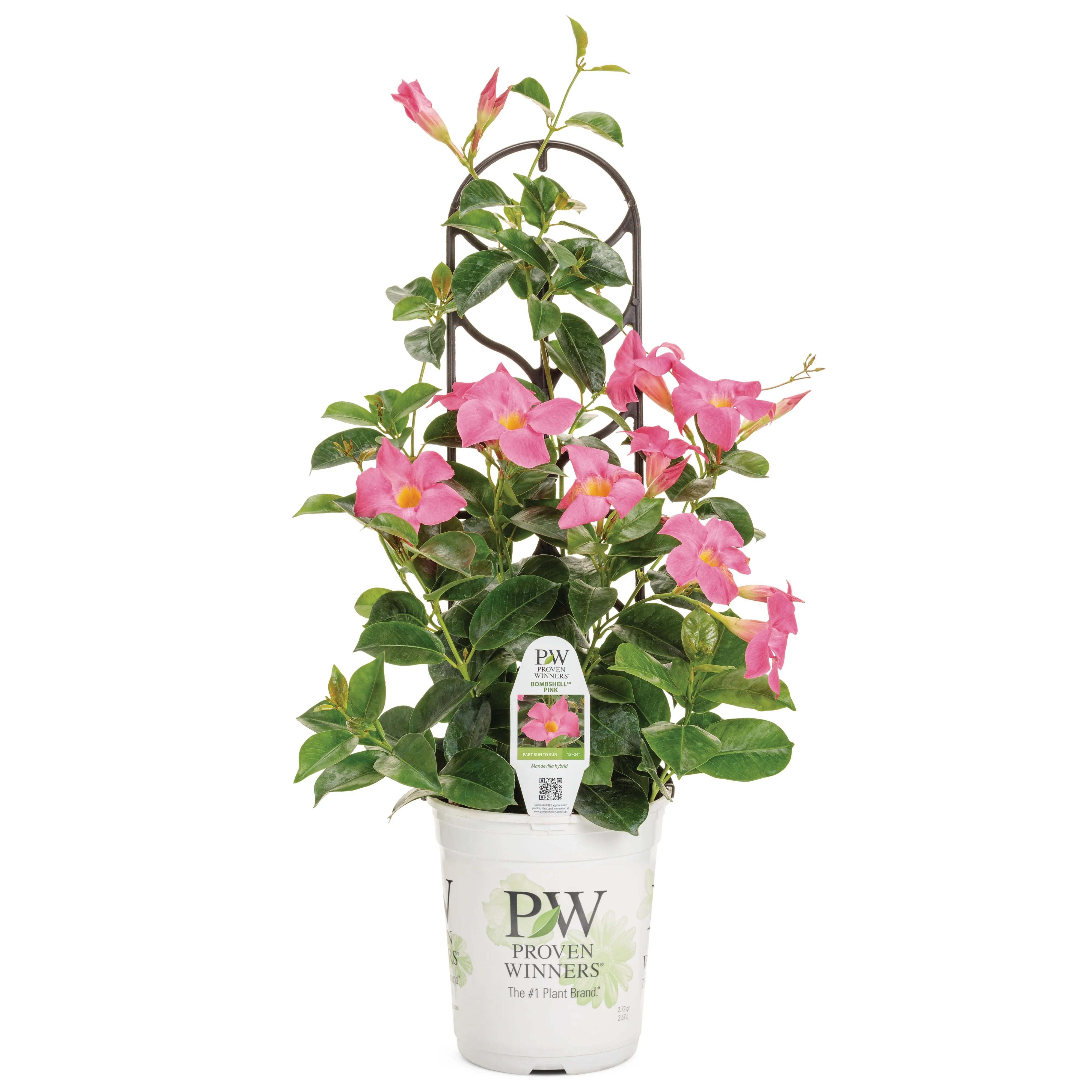 Bombshell® Pink Rocktrumpet (Mandevilla hybrid) - Image 2