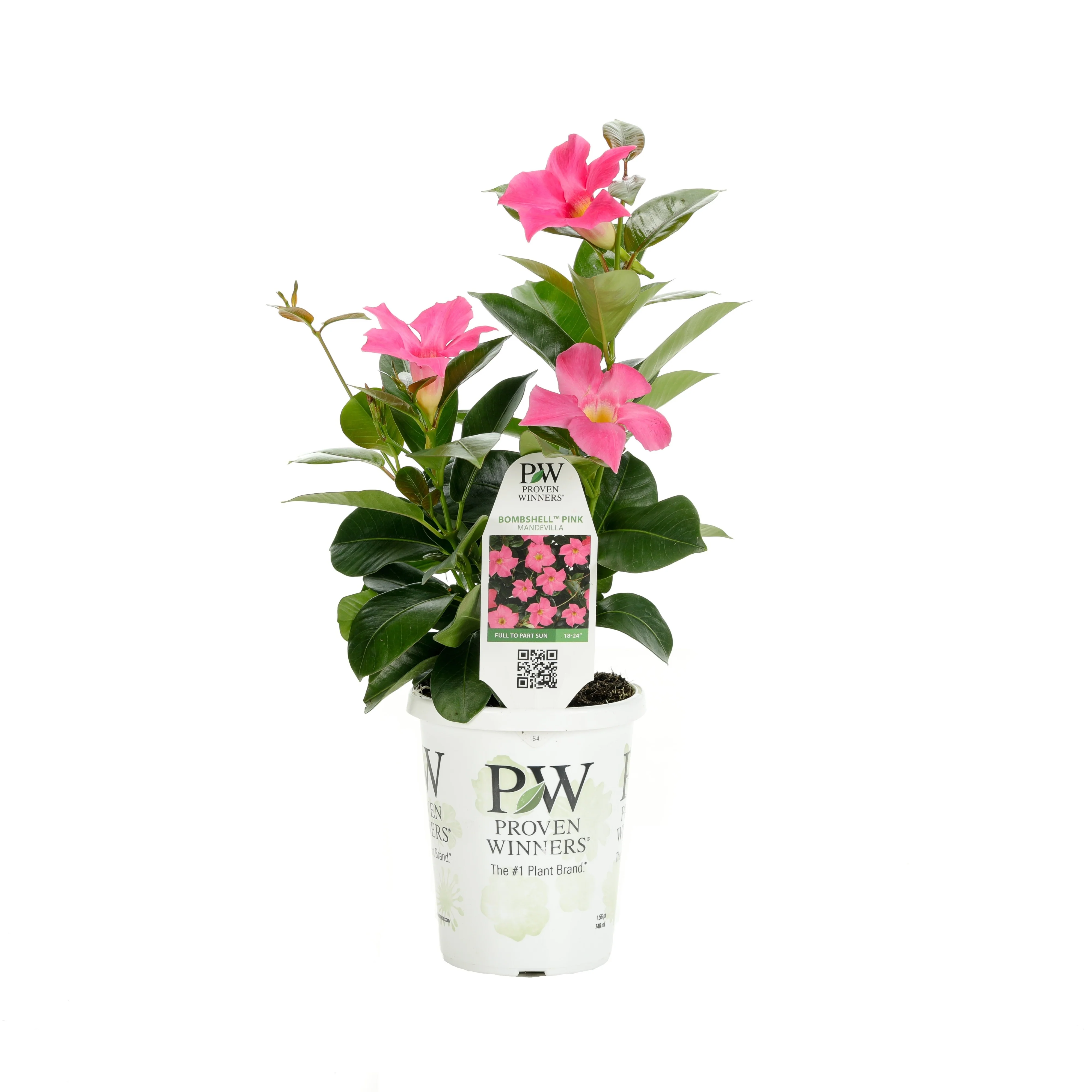Bombshell® Pink Rocktrumpet (Mandevilla hybrid) - Image 3
