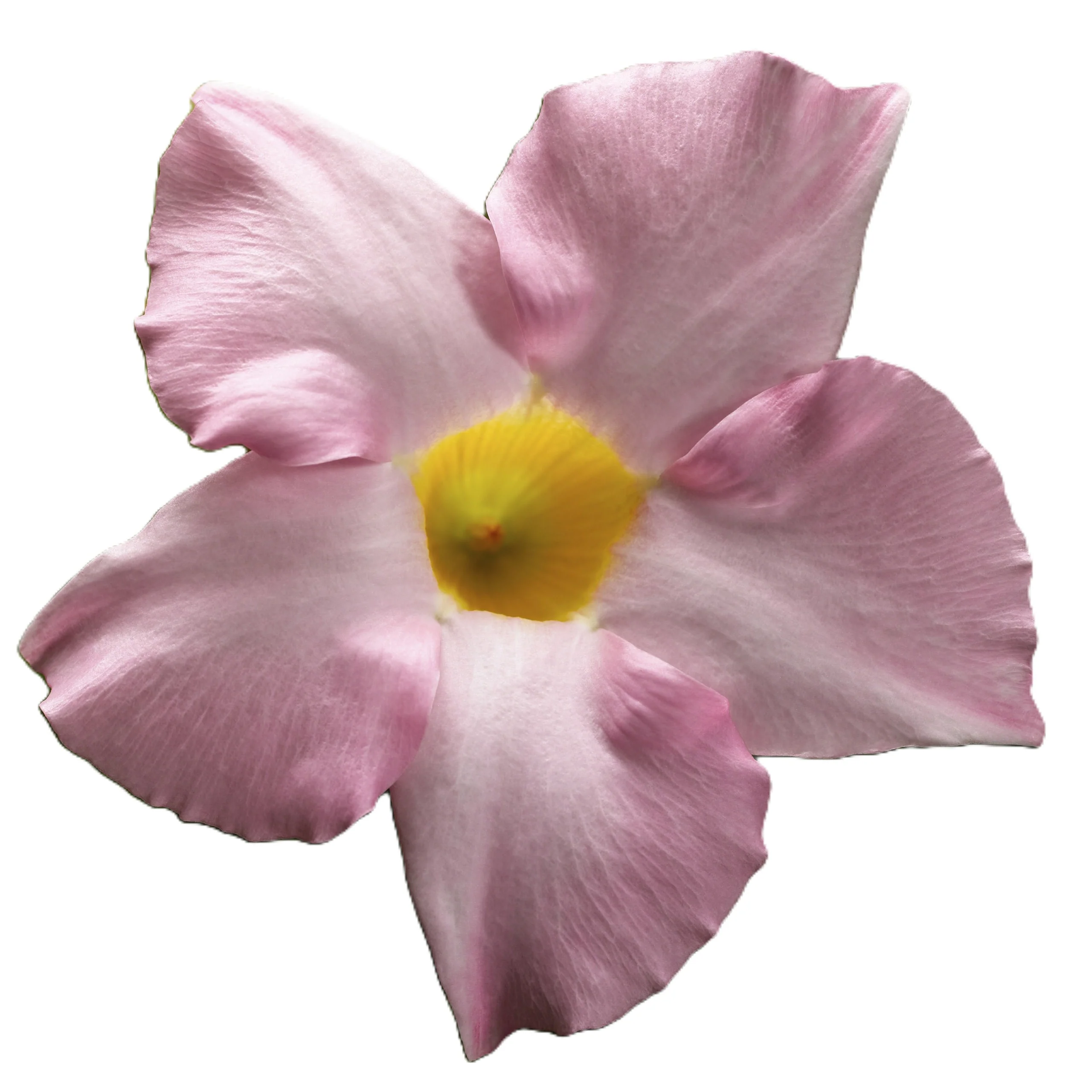 Bombshell® Pink Rocktrumpet (Mandevilla hybrid) - Image 6