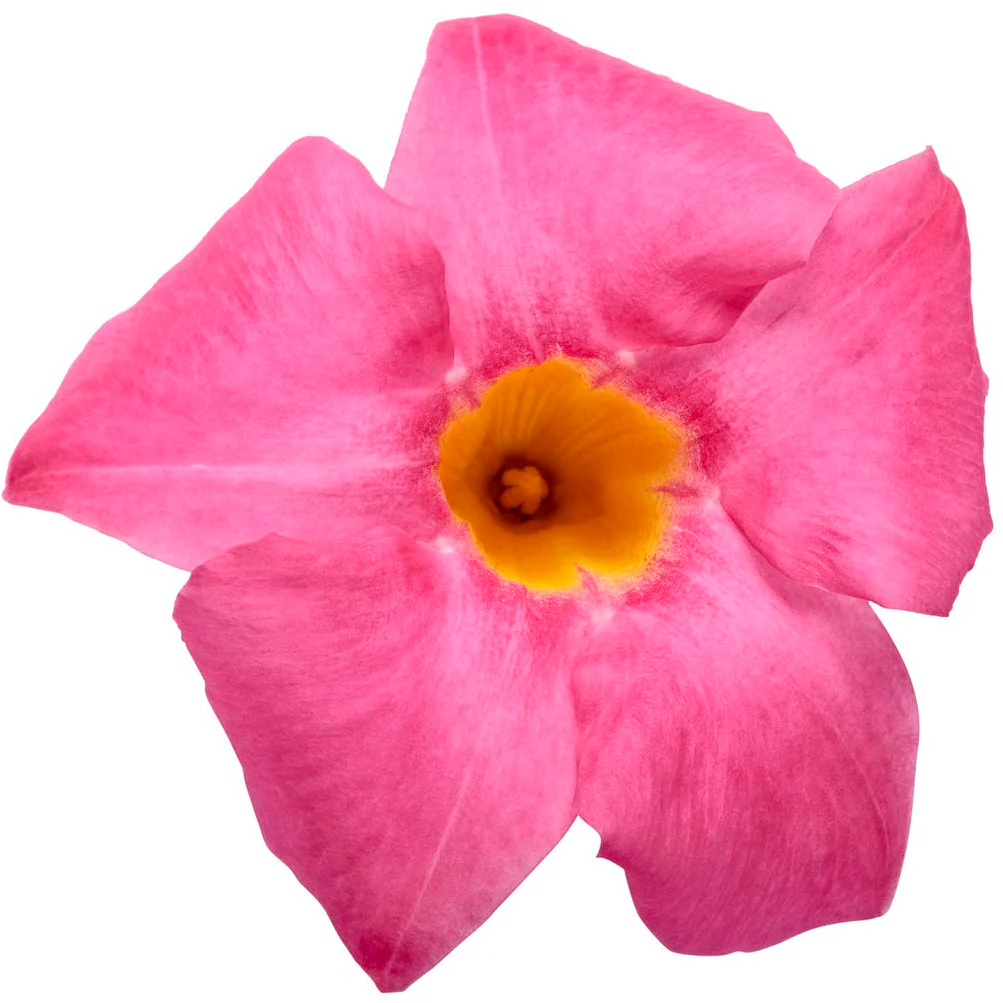 Bombshell® Pink Rocktrumpet (Mandevilla hybrid) - Image 7