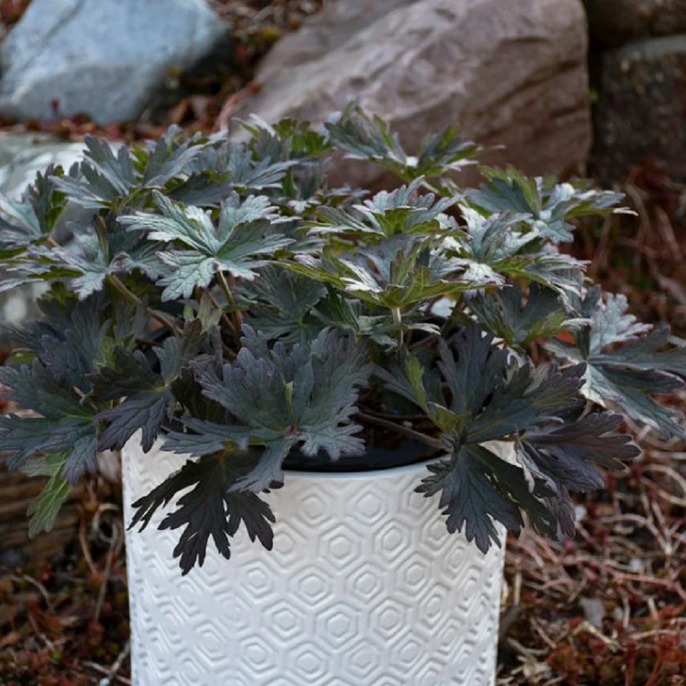 'Boom Chocolatta' Hardy Geranium (Geranium pratense) - Image 3
