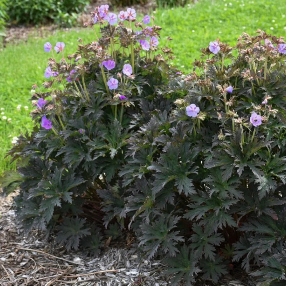 'Boom Chocolatta' Hardy Geranium (Geranium pratense) - Image 4