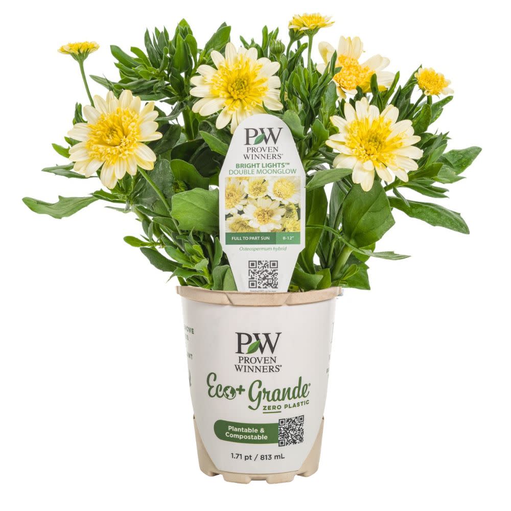 Bright Lights™ Double Moonglow African Daisy (Osteospermum) - Image 2