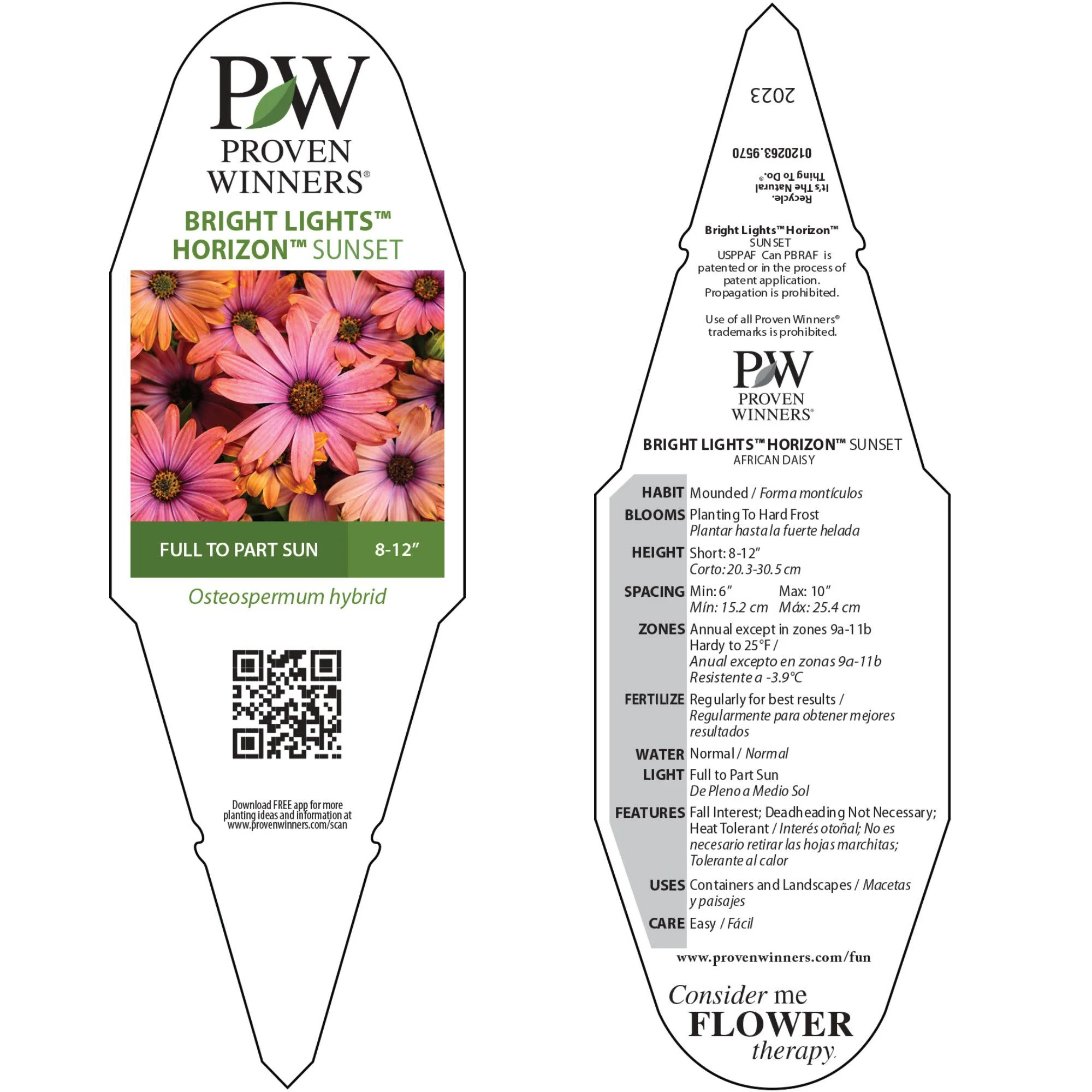 Bright Lights™ Horizon™ Sunset African Daisy (Osteospermum) - Image 10