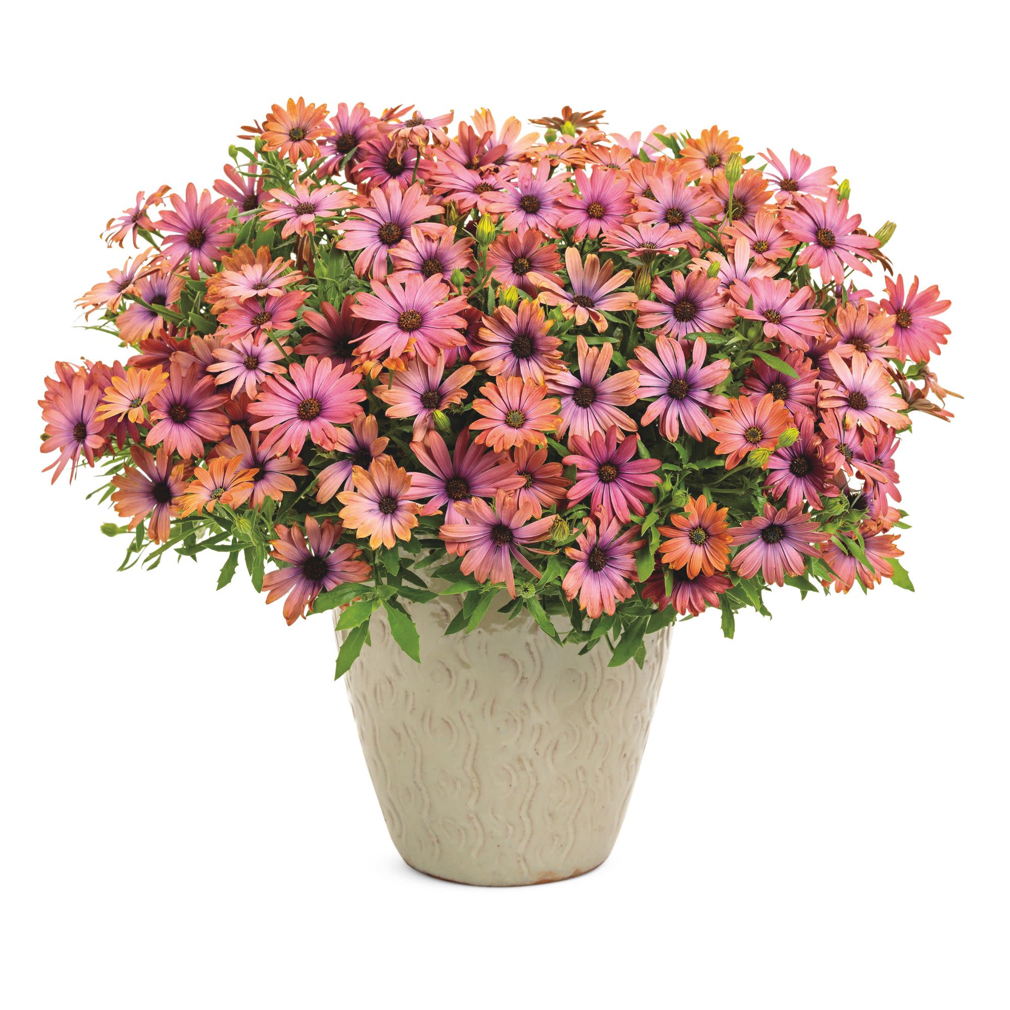 Bright Lights™ Horizon™ Sunset African Daisy (Osteospermum) - Image 4