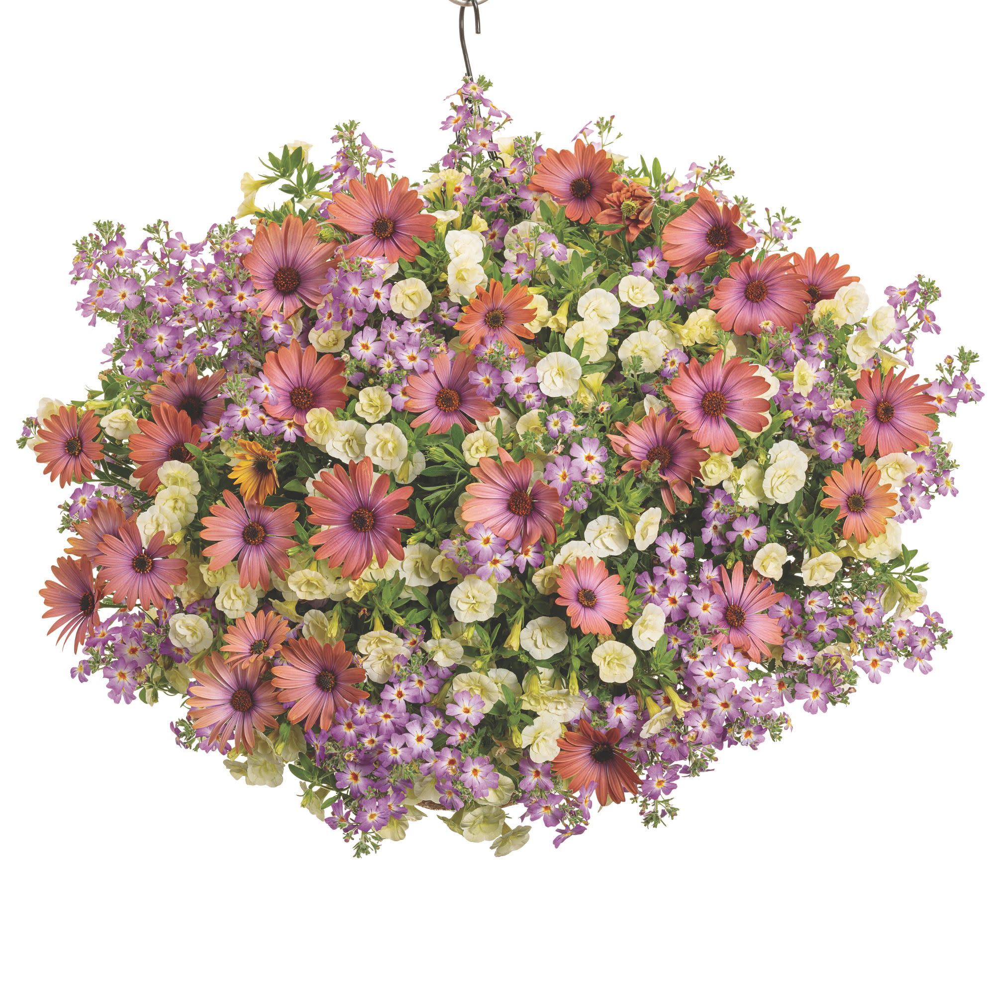 Bright Lights™ Horizon™ Sunset African Daisy (Osteospermum) - Image 6