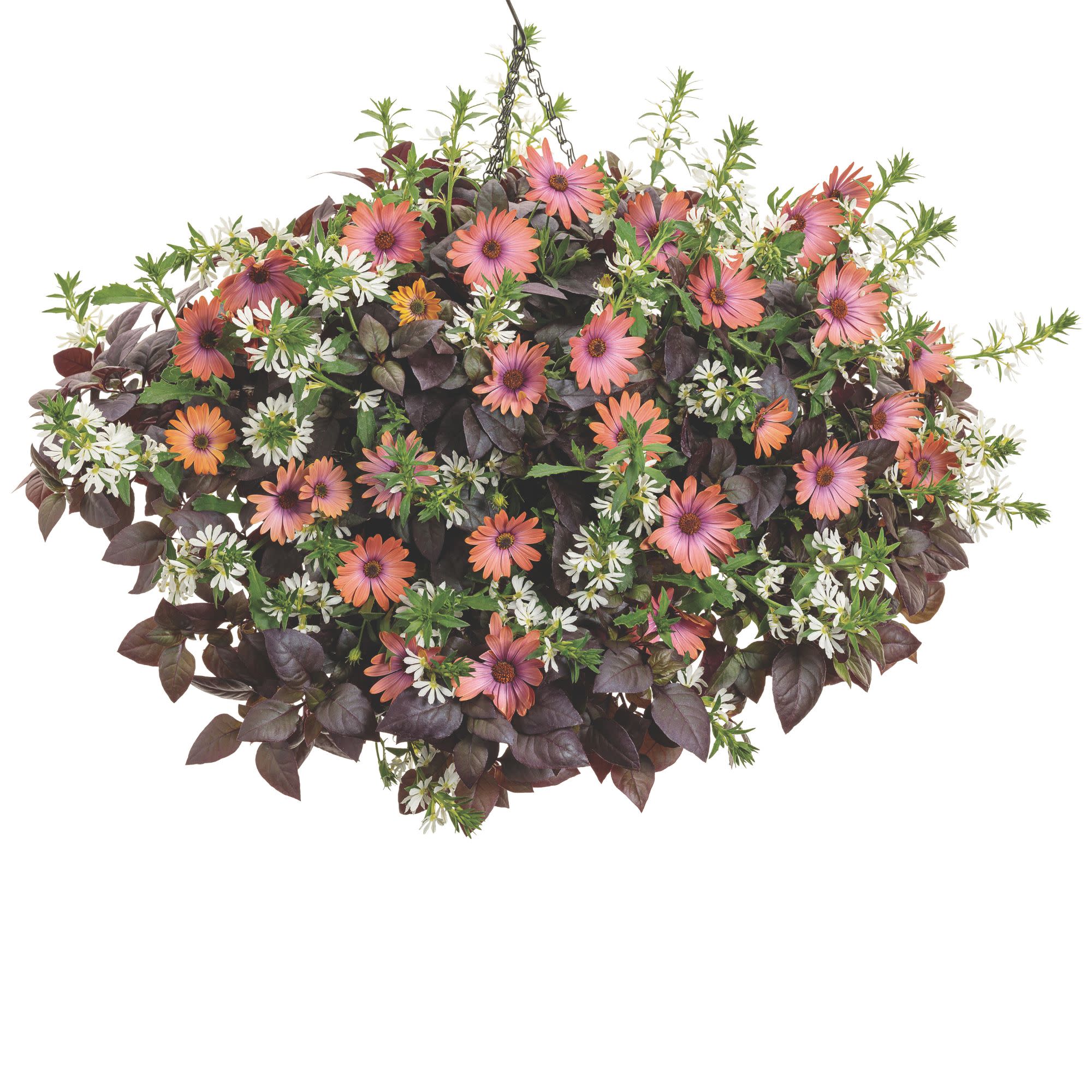 Bright Lights™ Horizon™ Sunset African Daisy (Osteospermum) - Image 7