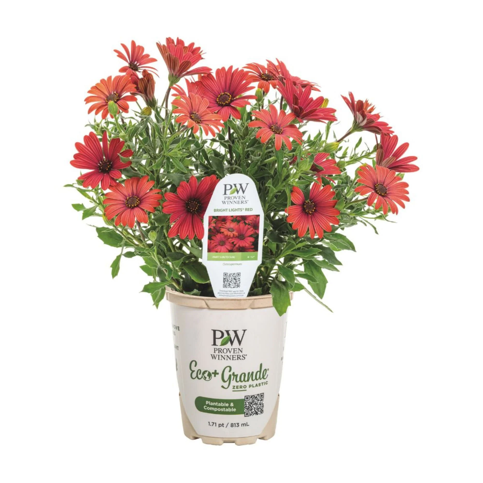 Bright Lights™ Red African Daisy (Osteospermum) - Image 2