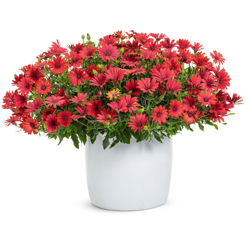 Bright Lights™ Red African Daisy (Osteospermum) - Image 4