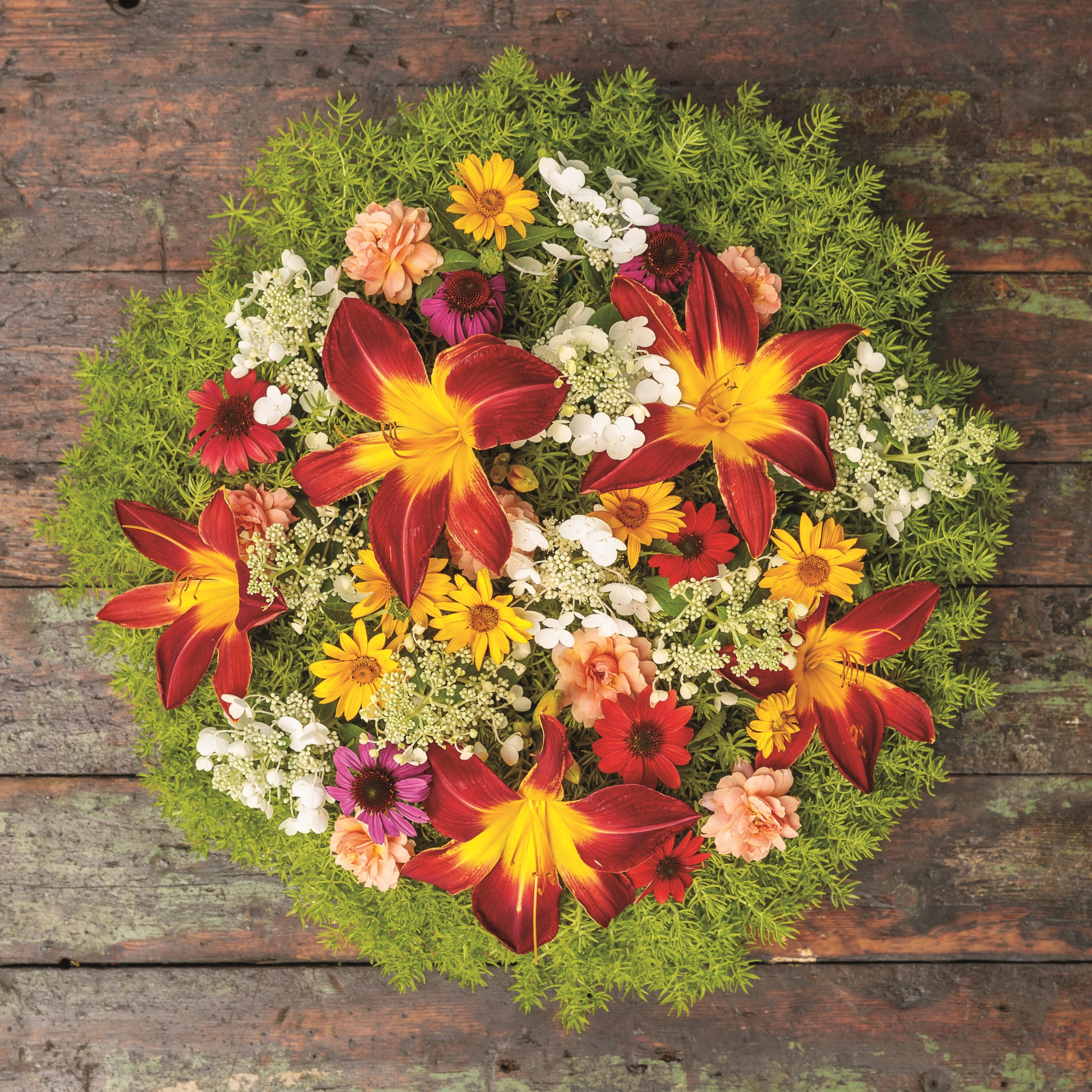 Bright Lights™ Red African Daisy (Osteospermum) - Image 6