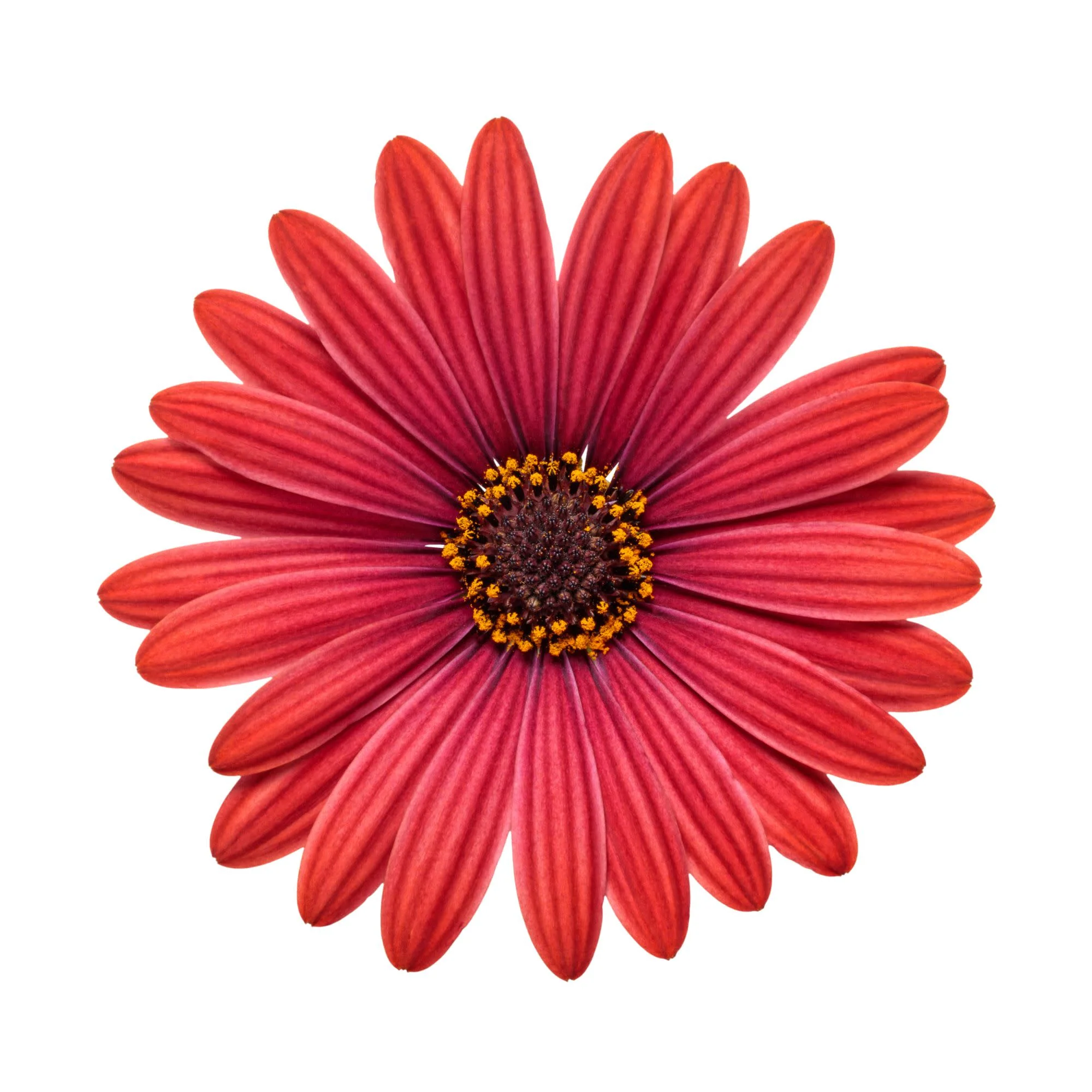 Bright Lights™ Red African Daisy (Osteospermum) - Image 7