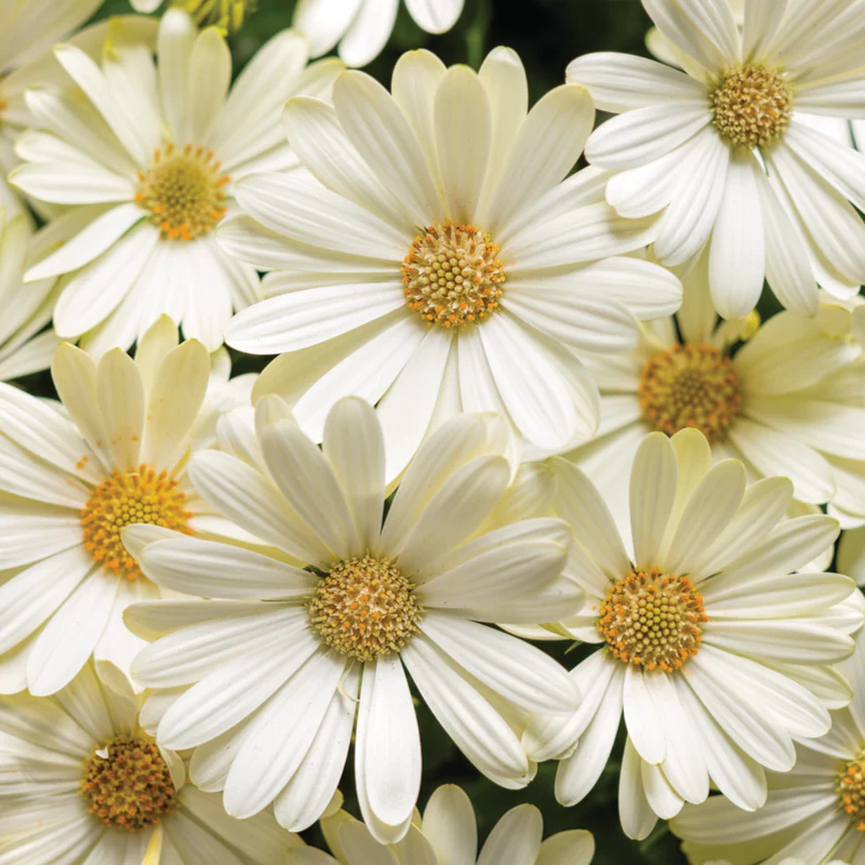 Bright Lights™ White African Daisy (Osteospermum) - Image 2