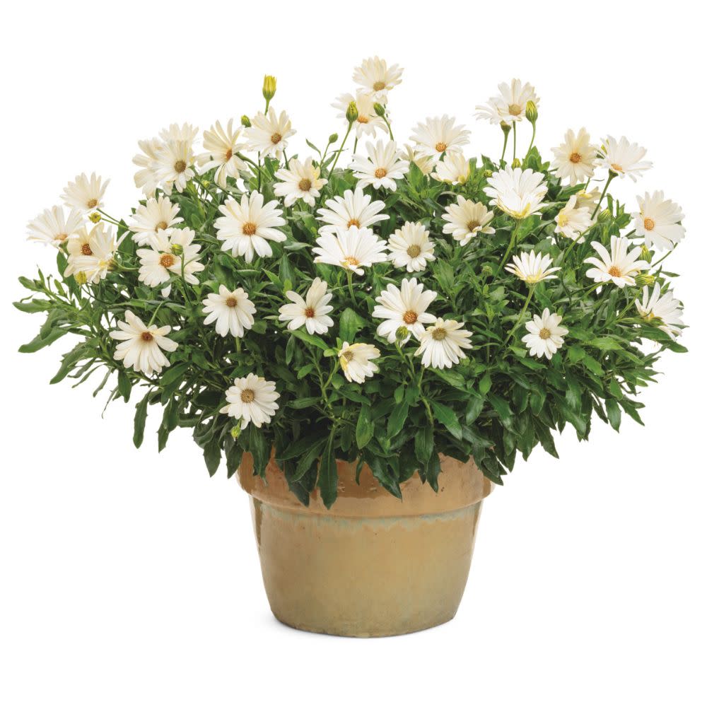 Bright Lights™ White African Daisy (Osteospermum) - Image 5