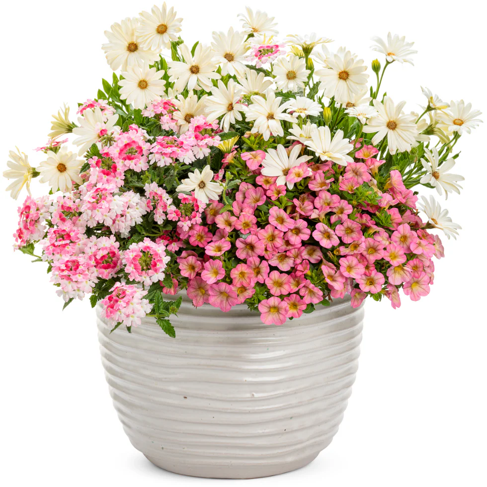 Bright Lights™ White African Daisy (Osteospermum) - Image 6
