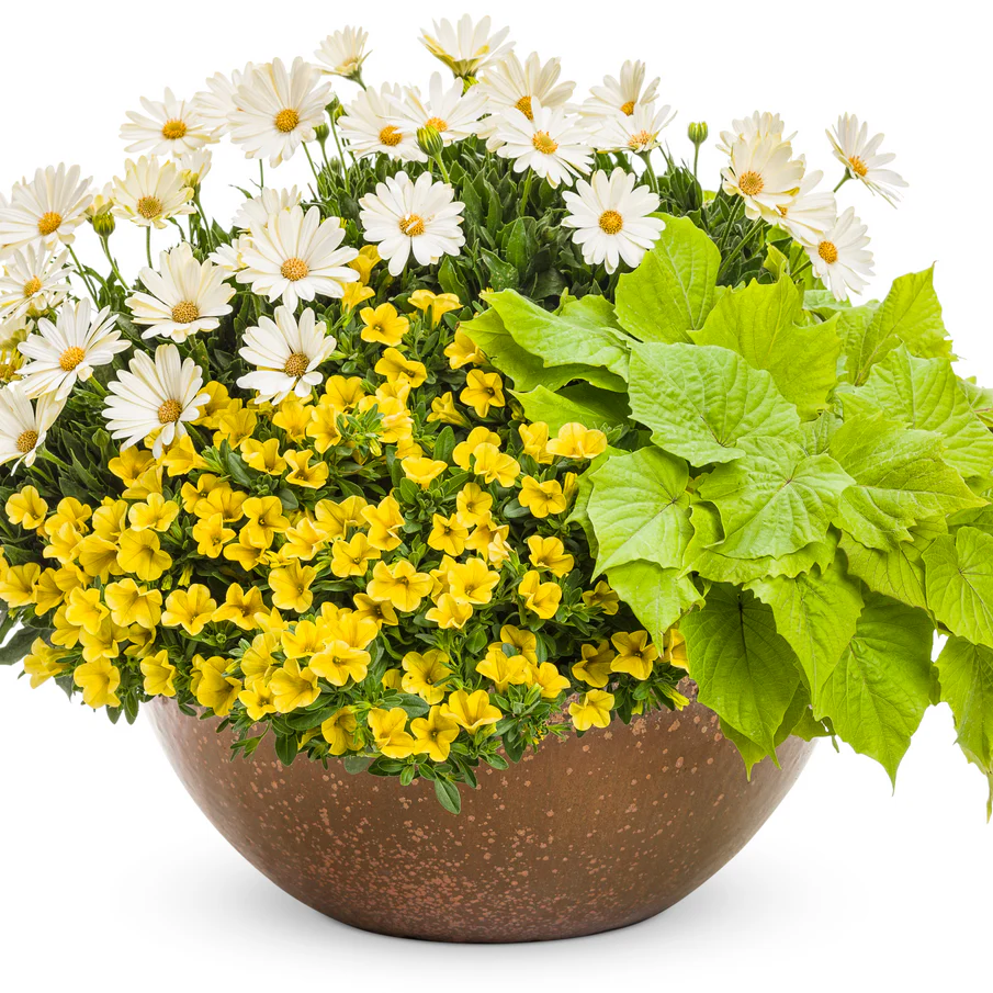 Bright Lights™ White African Daisy (Osteospermum) - Image 7
