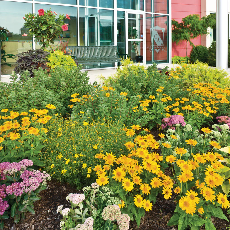 Bright Lights™ Yellow African Daisy (Osteospermum) - Image 10