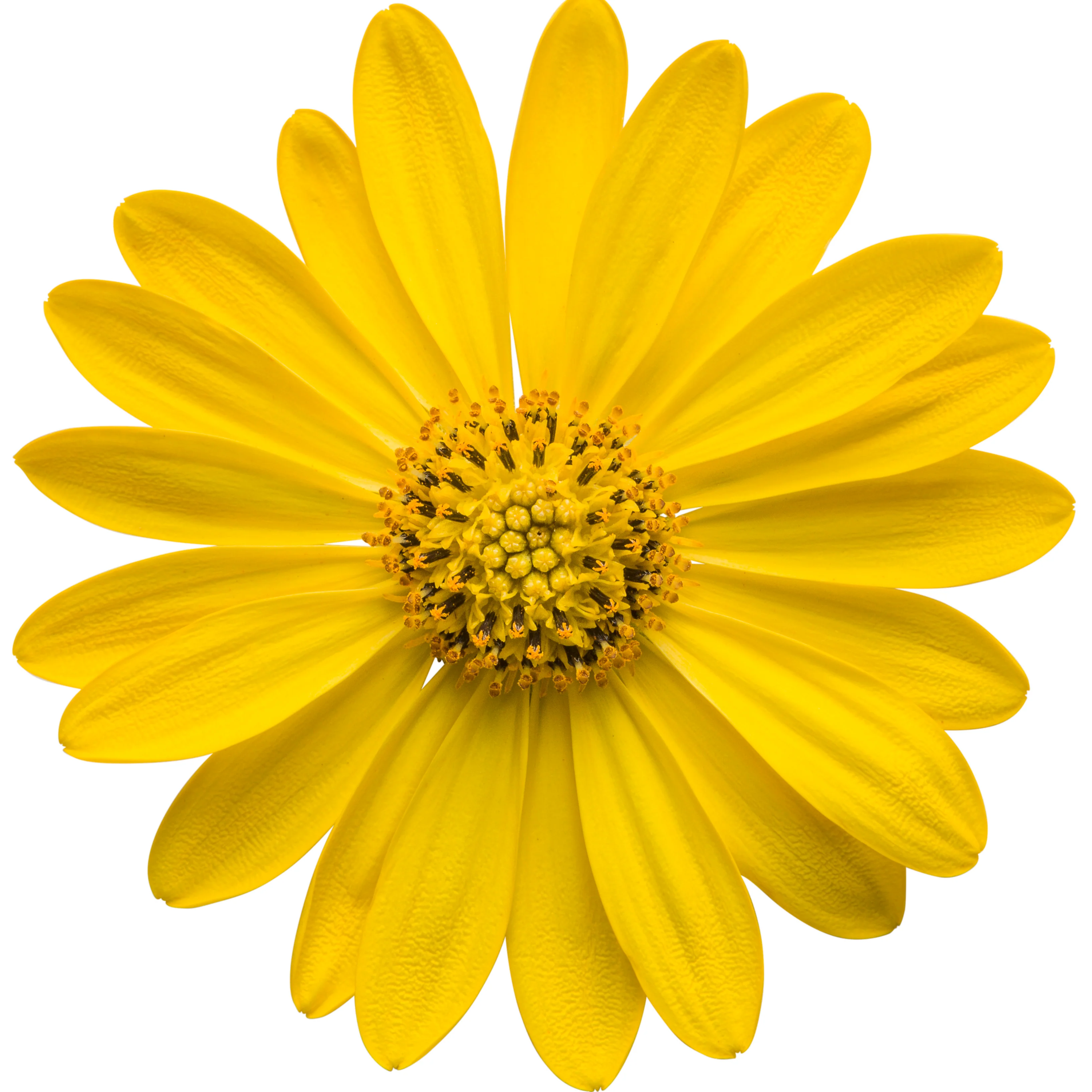 Bright Lights™ Yellow African Daisy (Osteospermum) - Image 11